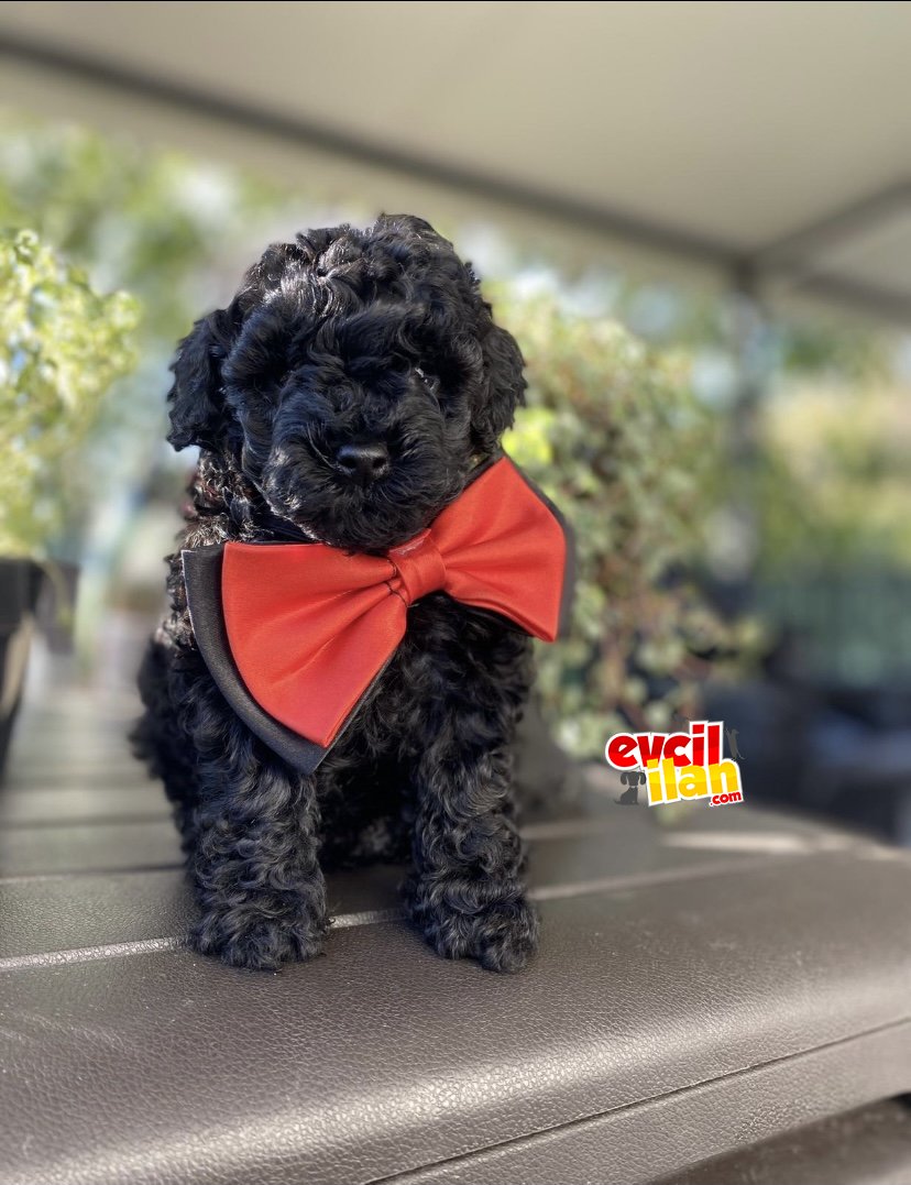 SİYAH İNCİ TOY POODLE BEBEKLER 