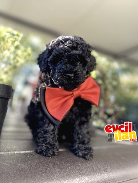 SİYAH ORJİNAL TOY POODLE BEBEĞİMİZ 