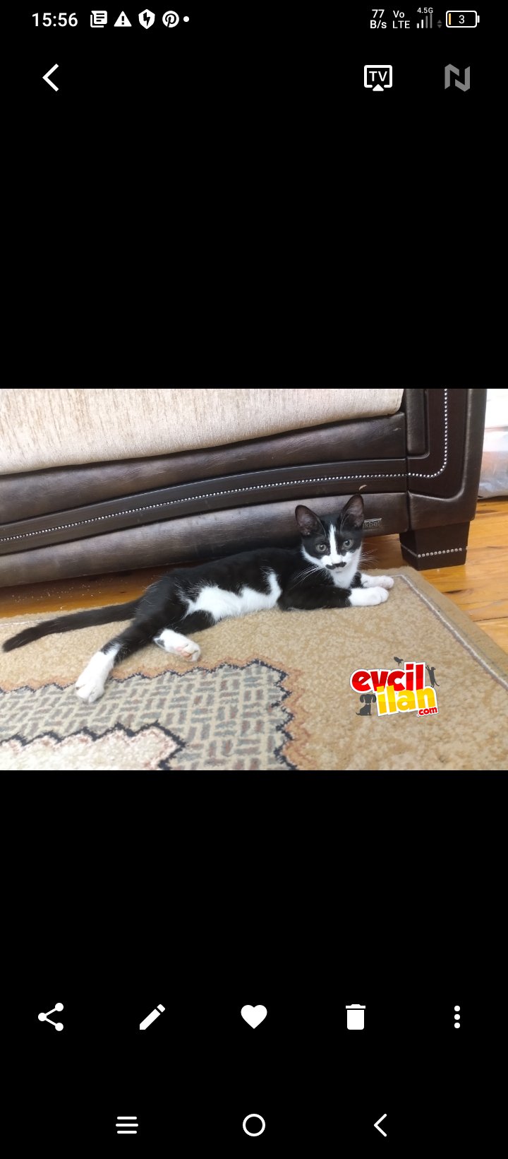 Siyah smokin cinsi 4 aylık yavru kedi