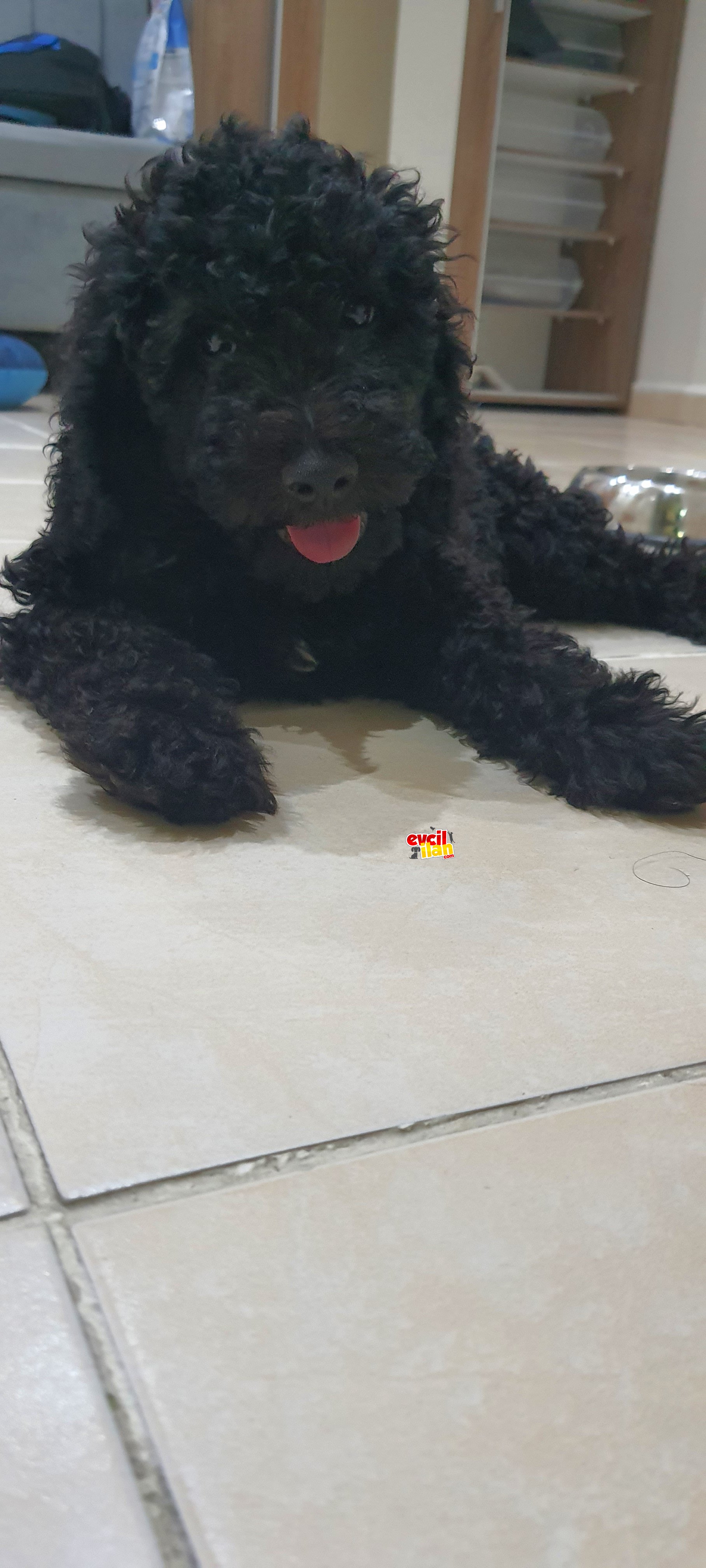 SIYAH TOY POODLE