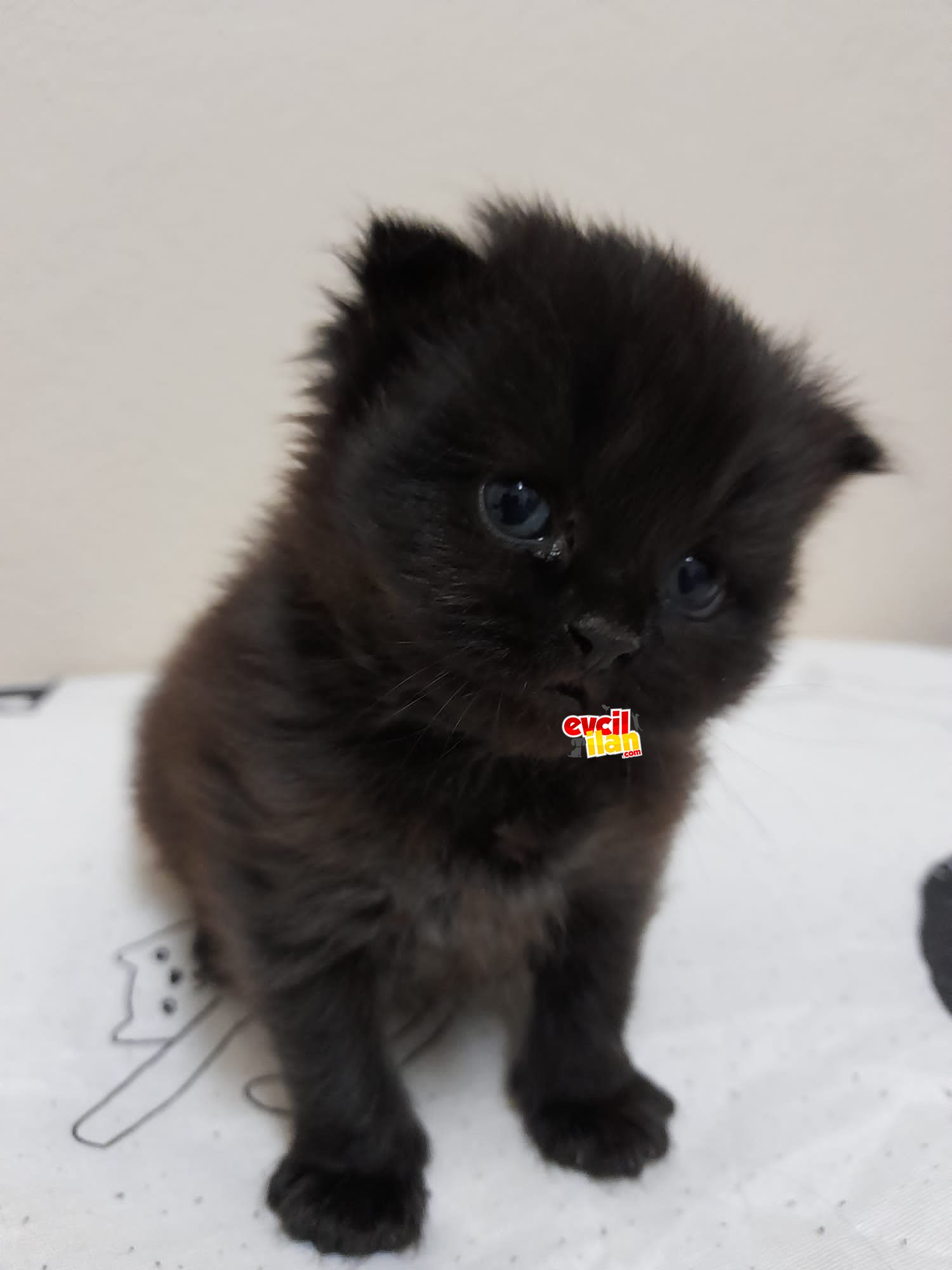  PRENS YUVA İSTİYOR..