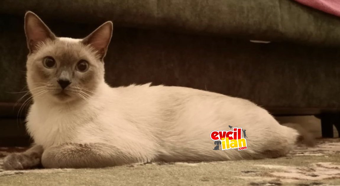 Siyam kedi 
