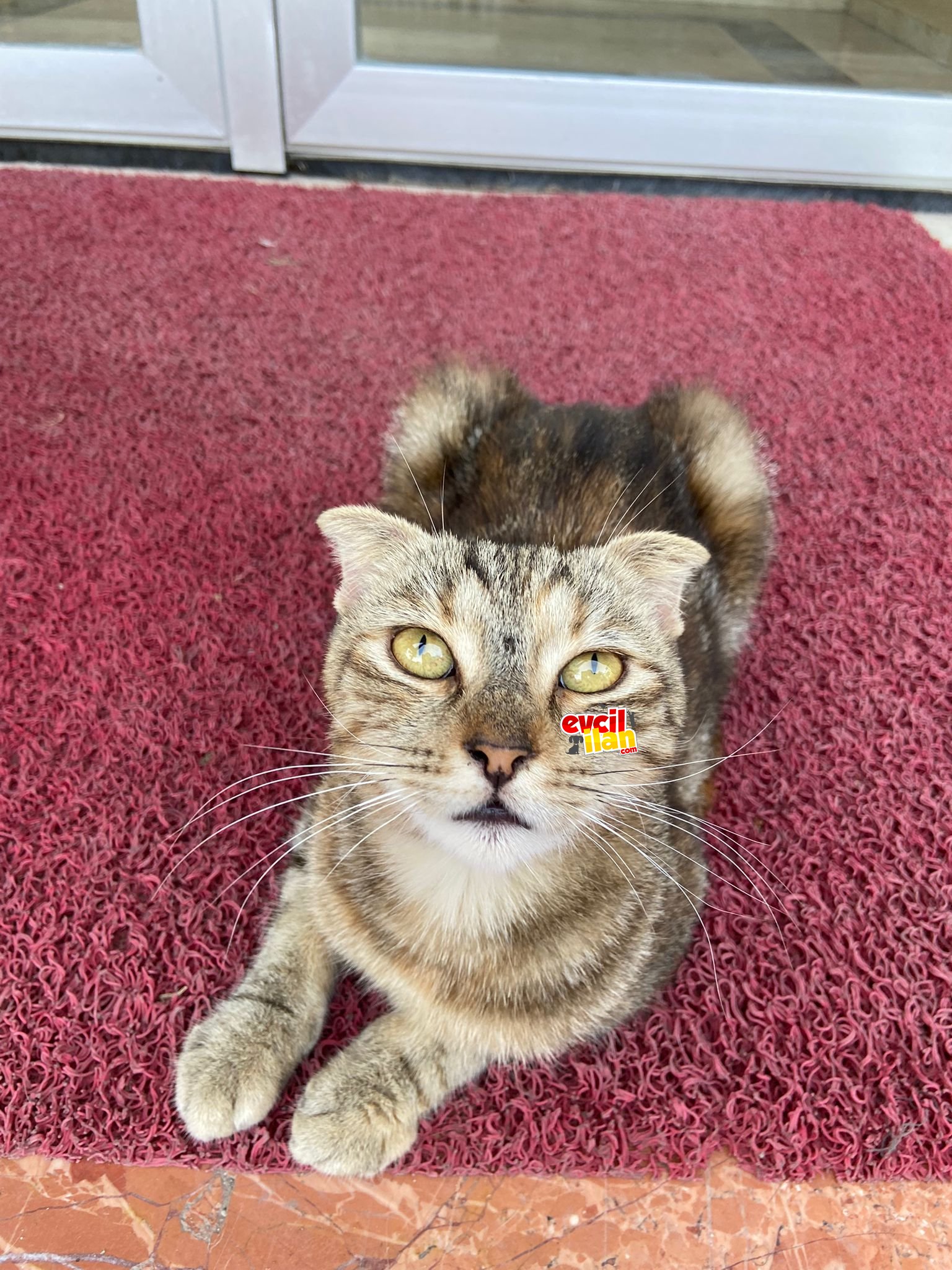 SOKAĞA BIRAKILMIŞ, EV KEDİSİ HAMİLE DİŞİ SCOTTISH FOLD