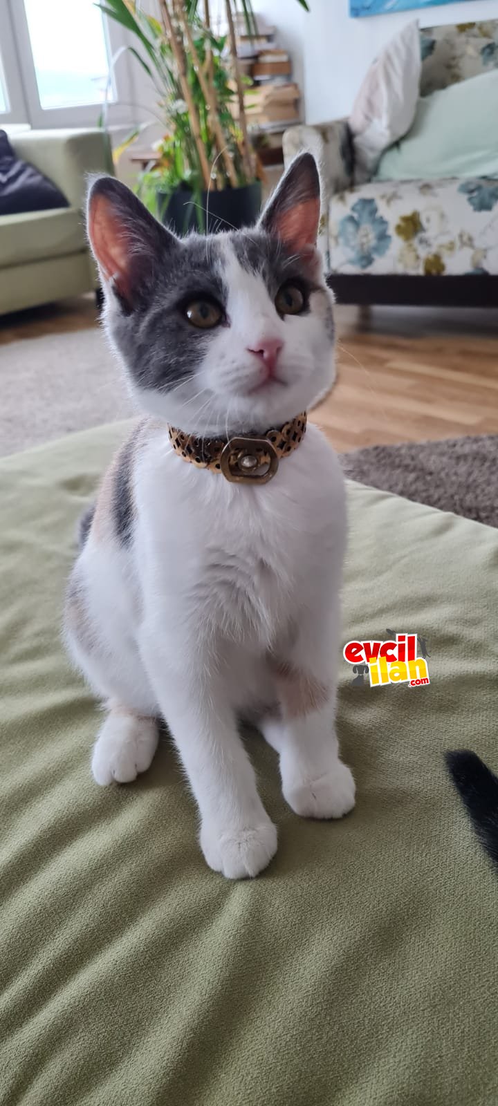 Sokaga terk edilen 4.kardeş 3.aylık oldular yuva ariyorlar 