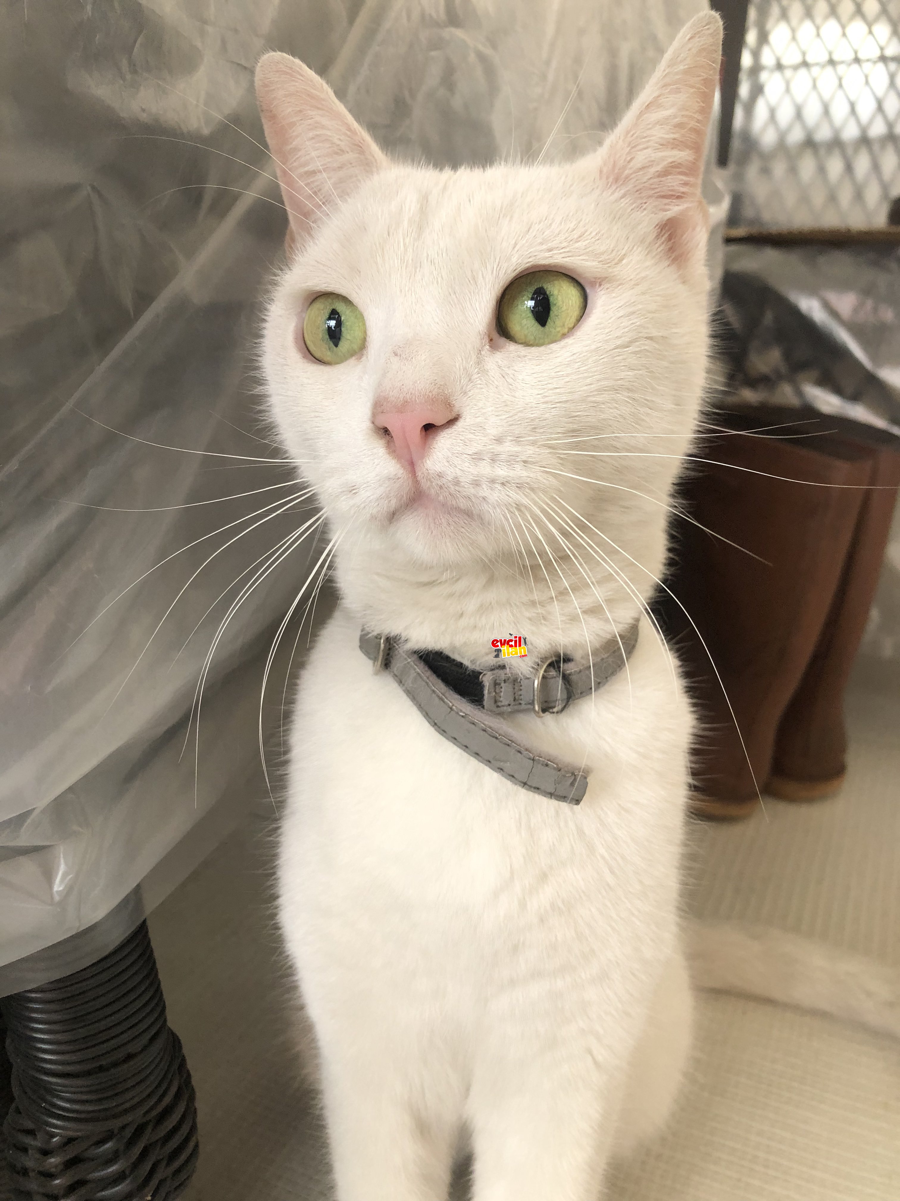 Sokakta kalamaz ev kedisi acil sahiplendirme