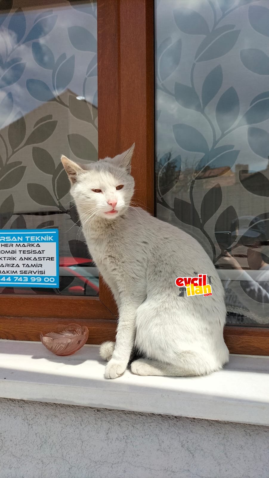 (Sokakta)Çok sevecen ve acil yuva arıyor