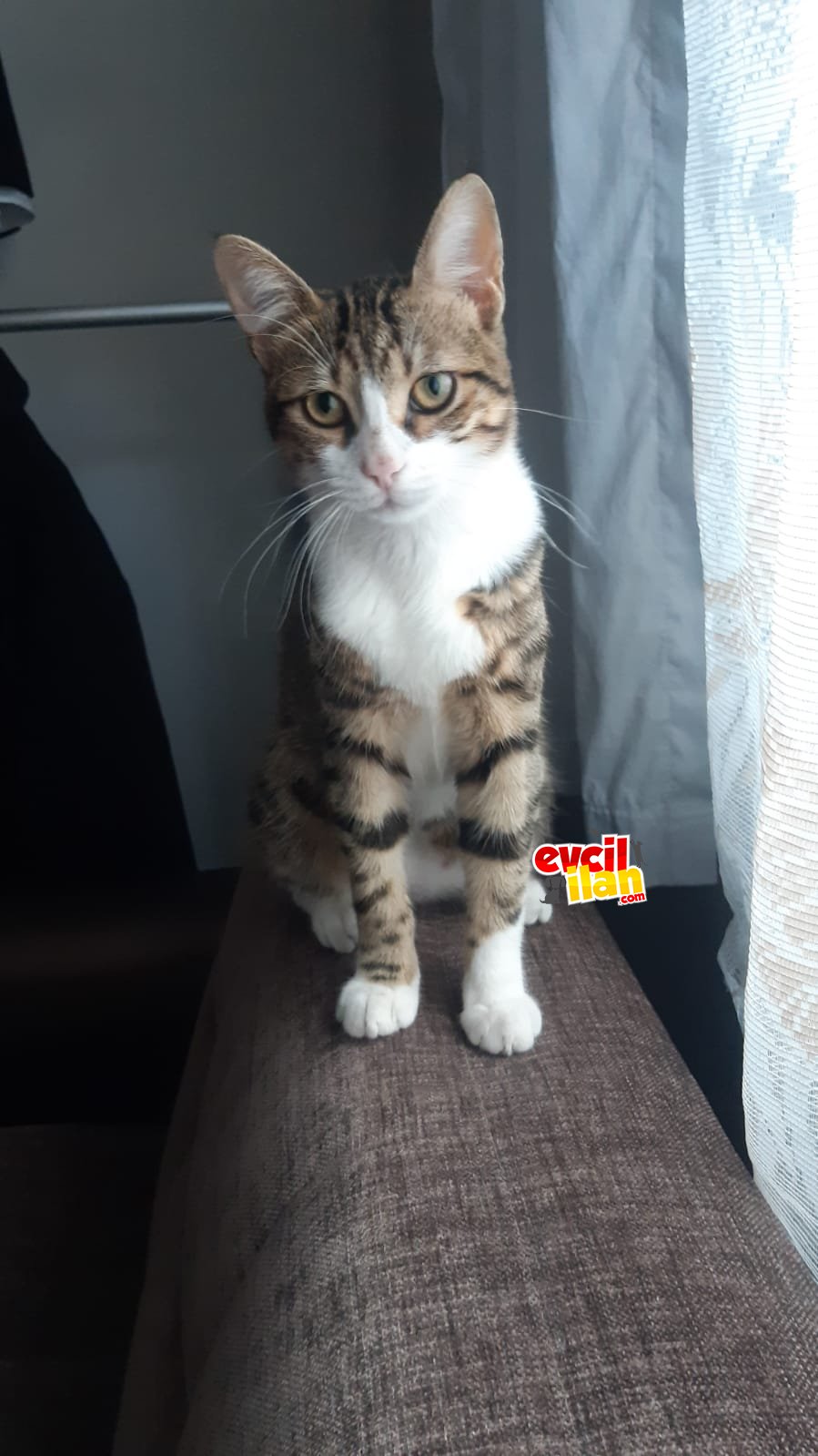 Sokaktan sahiplendiğim dünya tatlısı