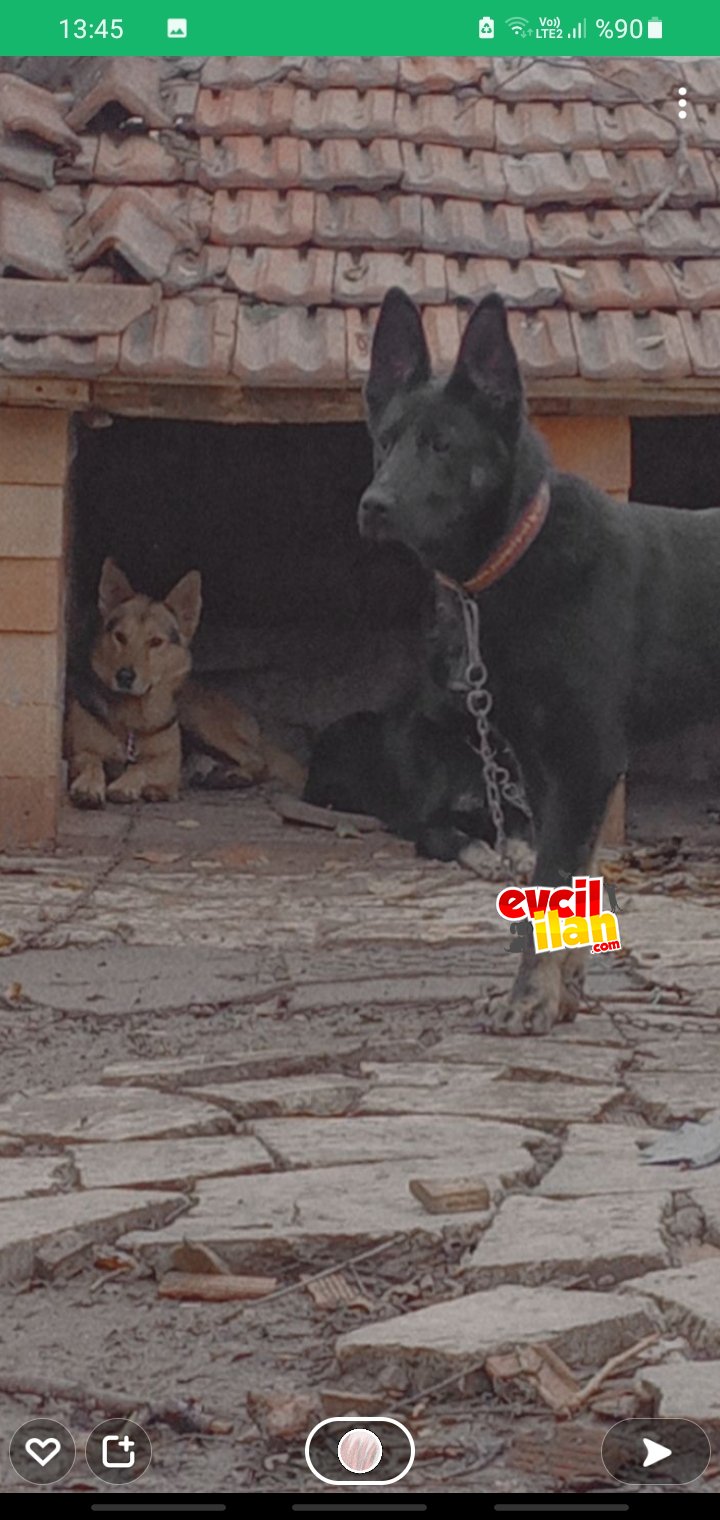 Solid black alman çoban köpeği