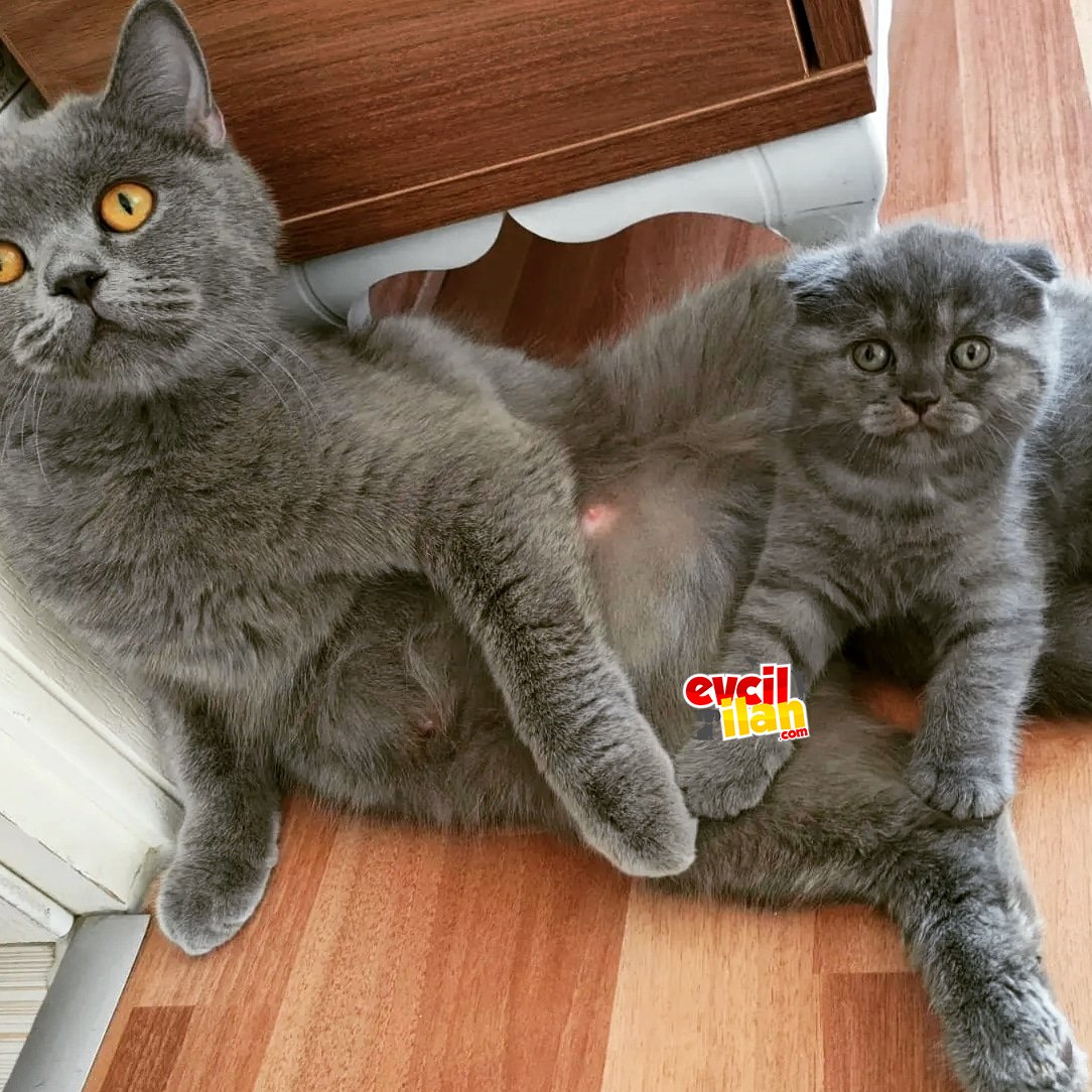 SON 1 ADET SCOTTISH FOLD YAVRU KEDİM 