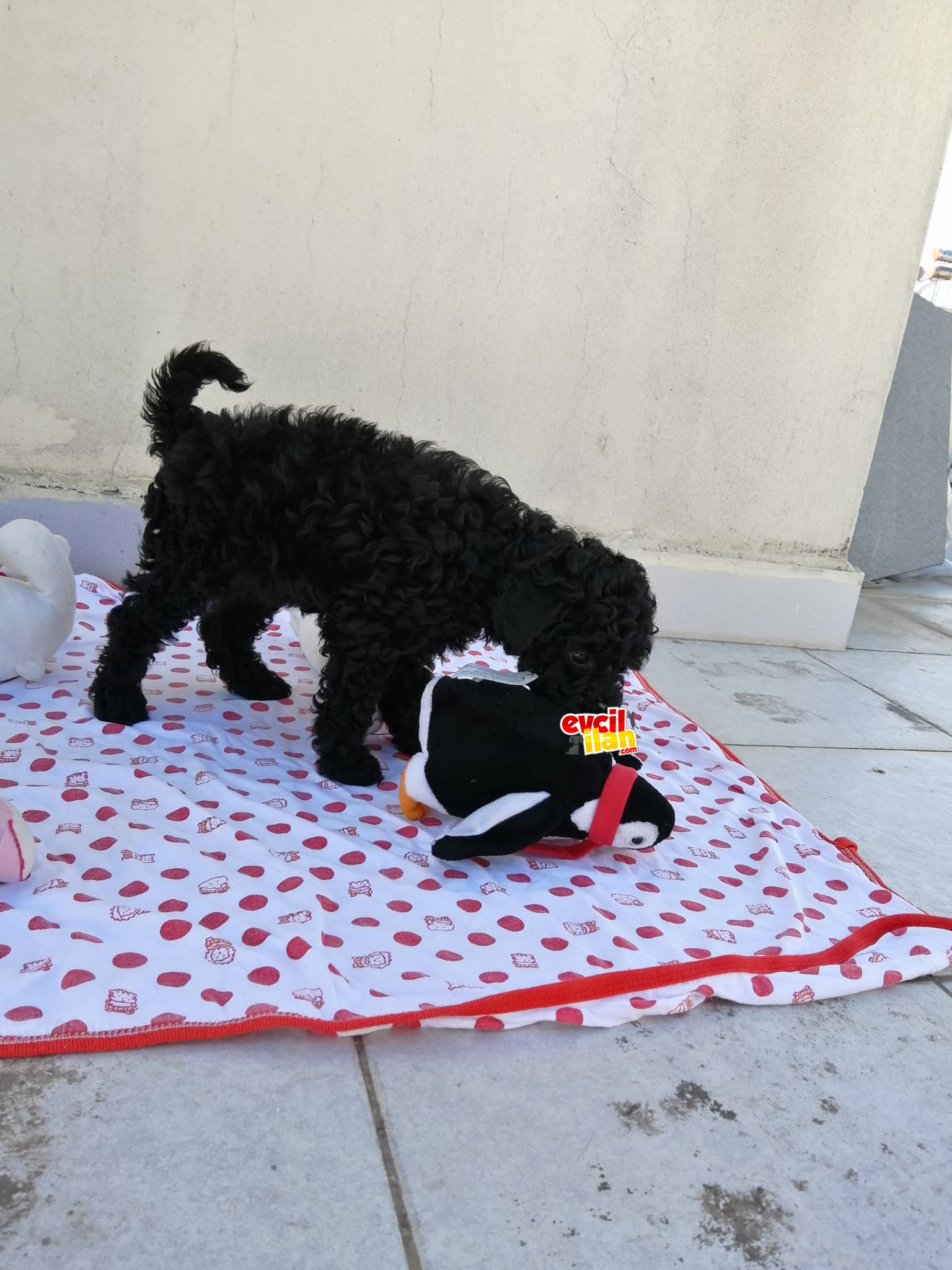 Son 2 erkek yavrularımız