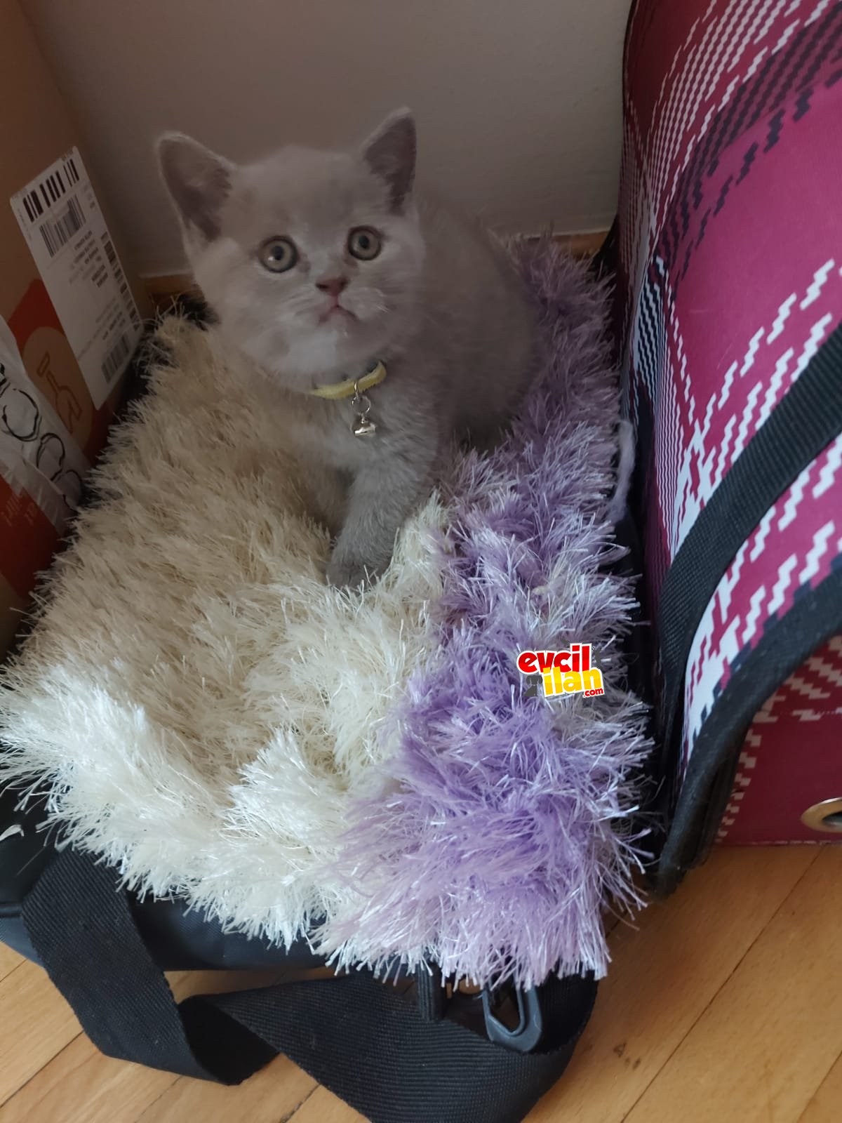 Son 2 yavru kaldı