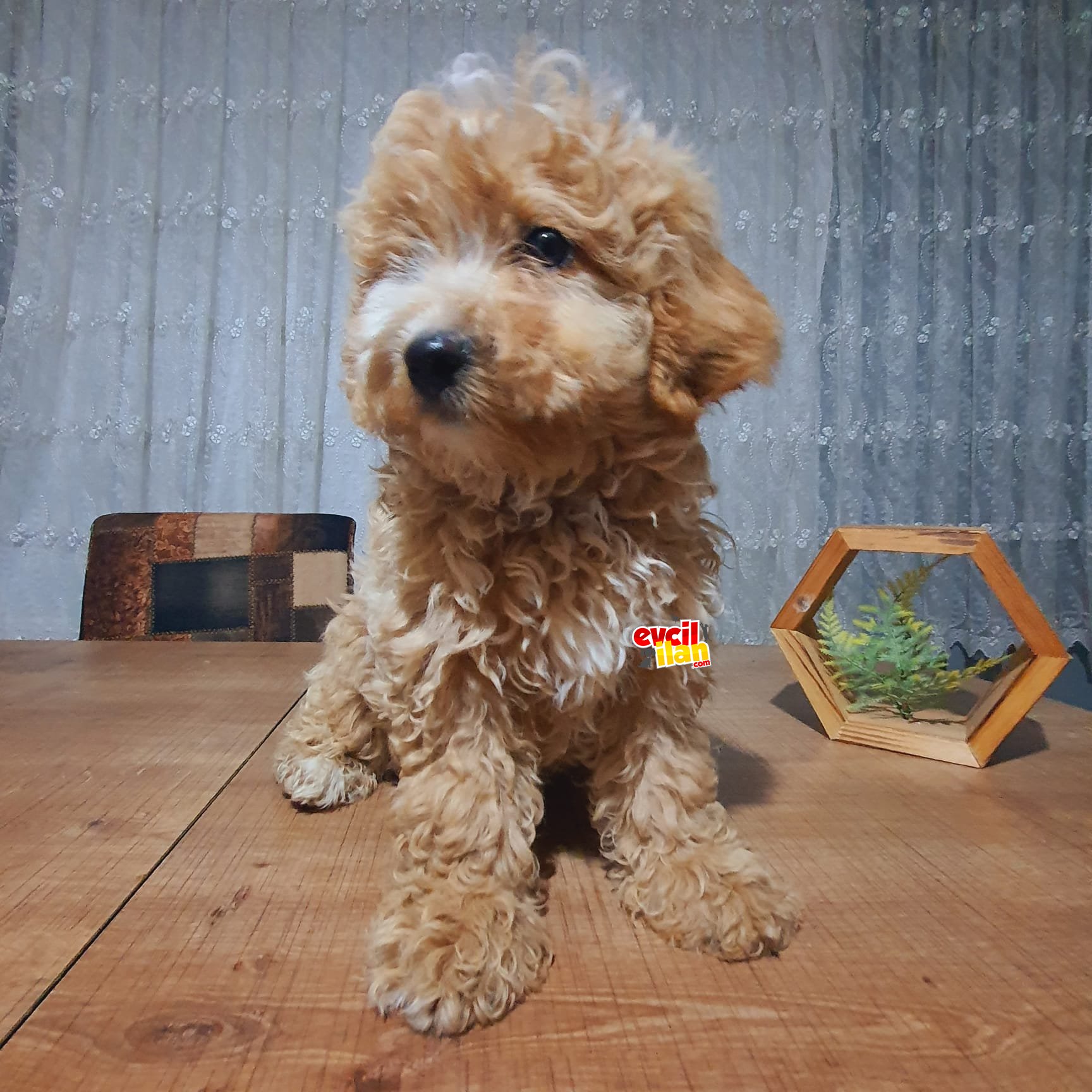 Son bir poodle oğlumuz 