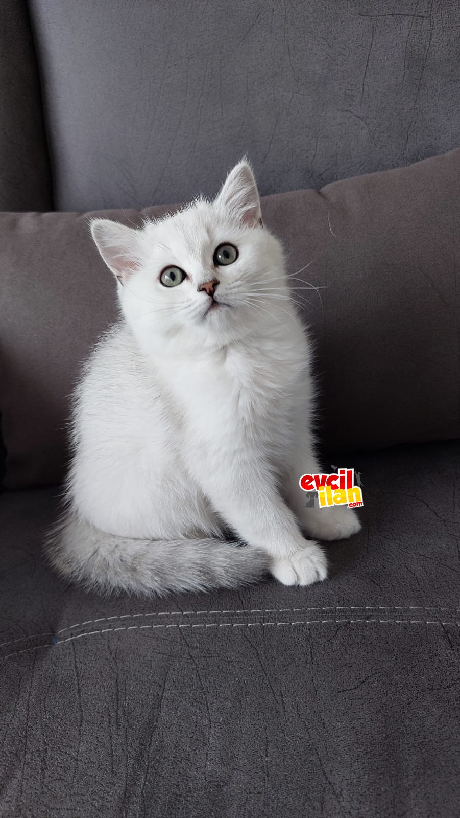 Son iki safkan erkek yavru