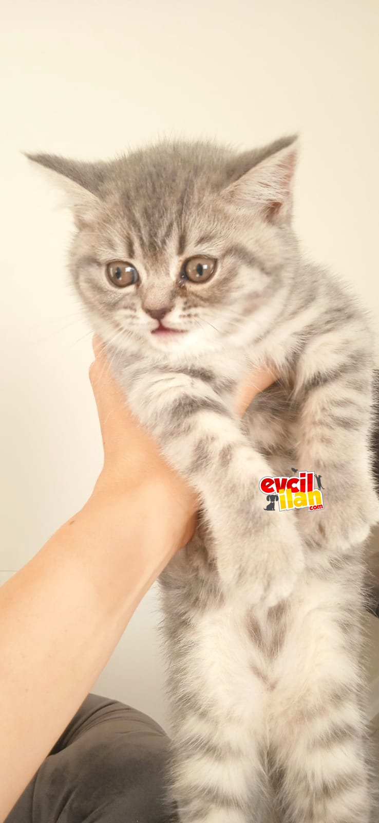 Son kalan asıl yavru 