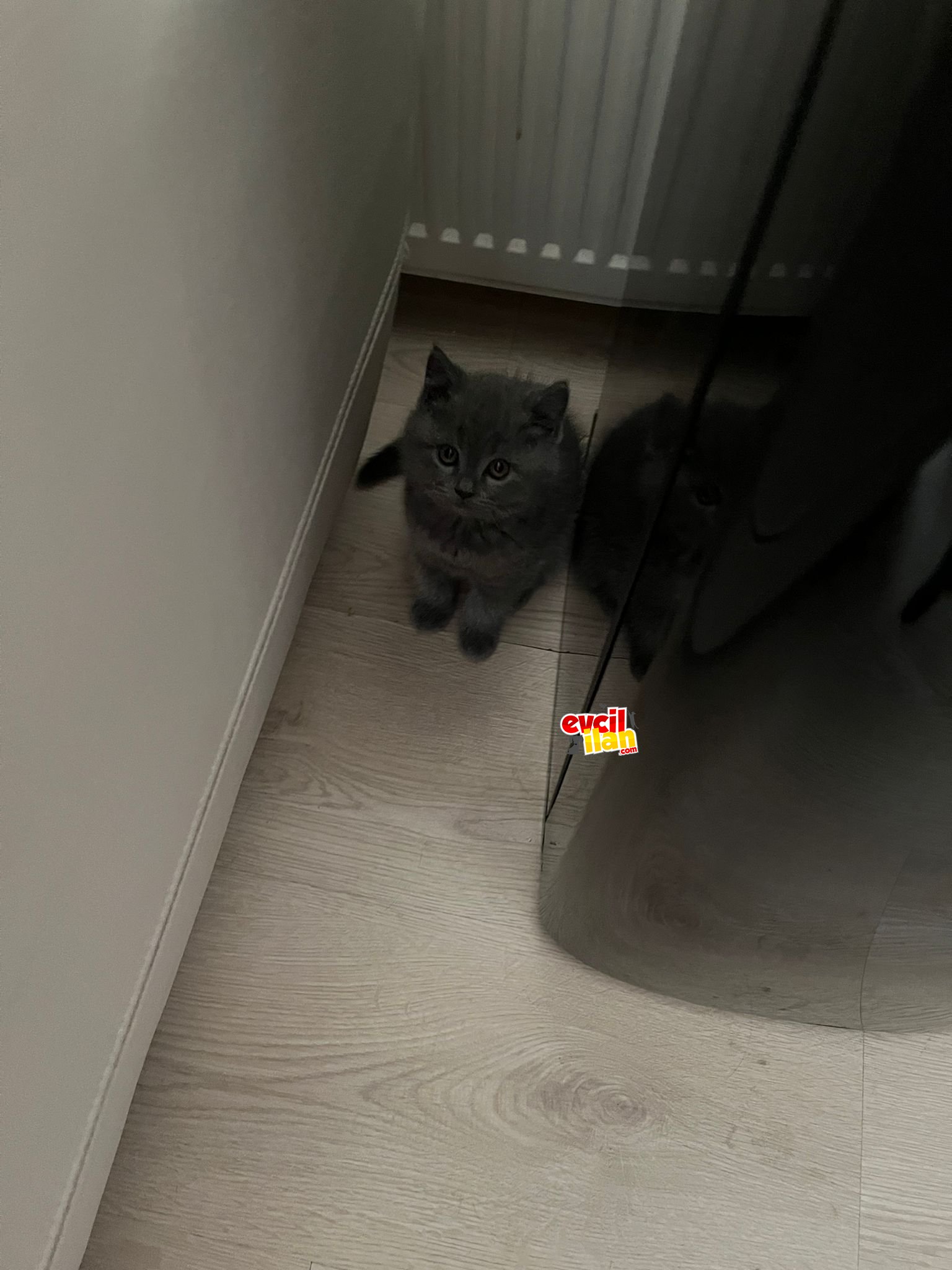 SON KALİTELİ YAVRUMUZ DİŞİ