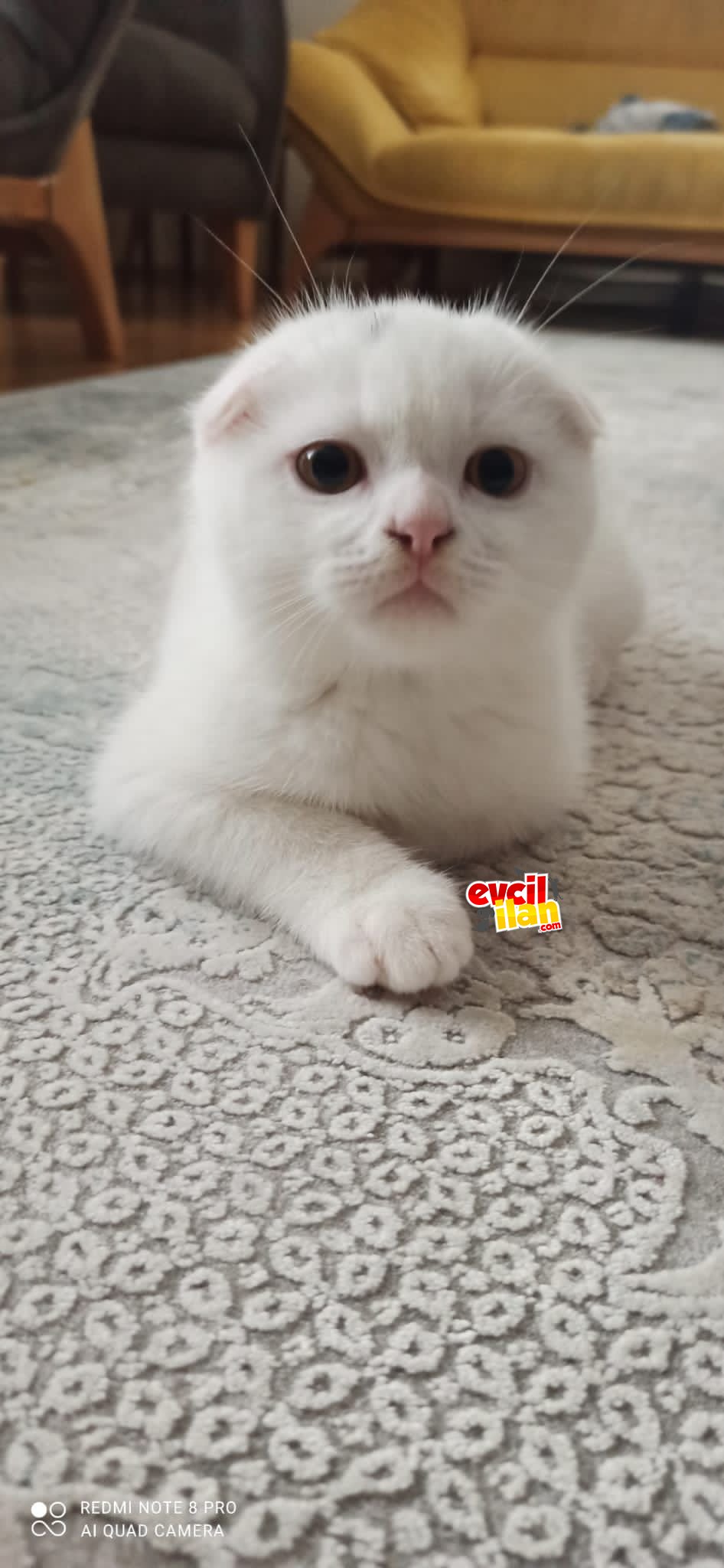 SON YAVRU ANNE BRİTİSH BABA SCOTİSH