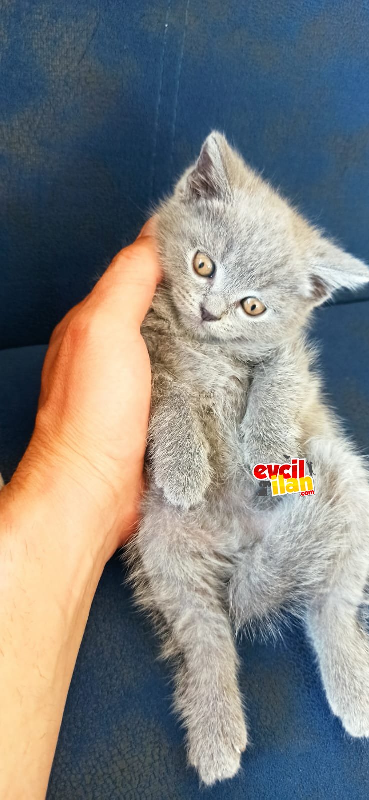 Son yavrular