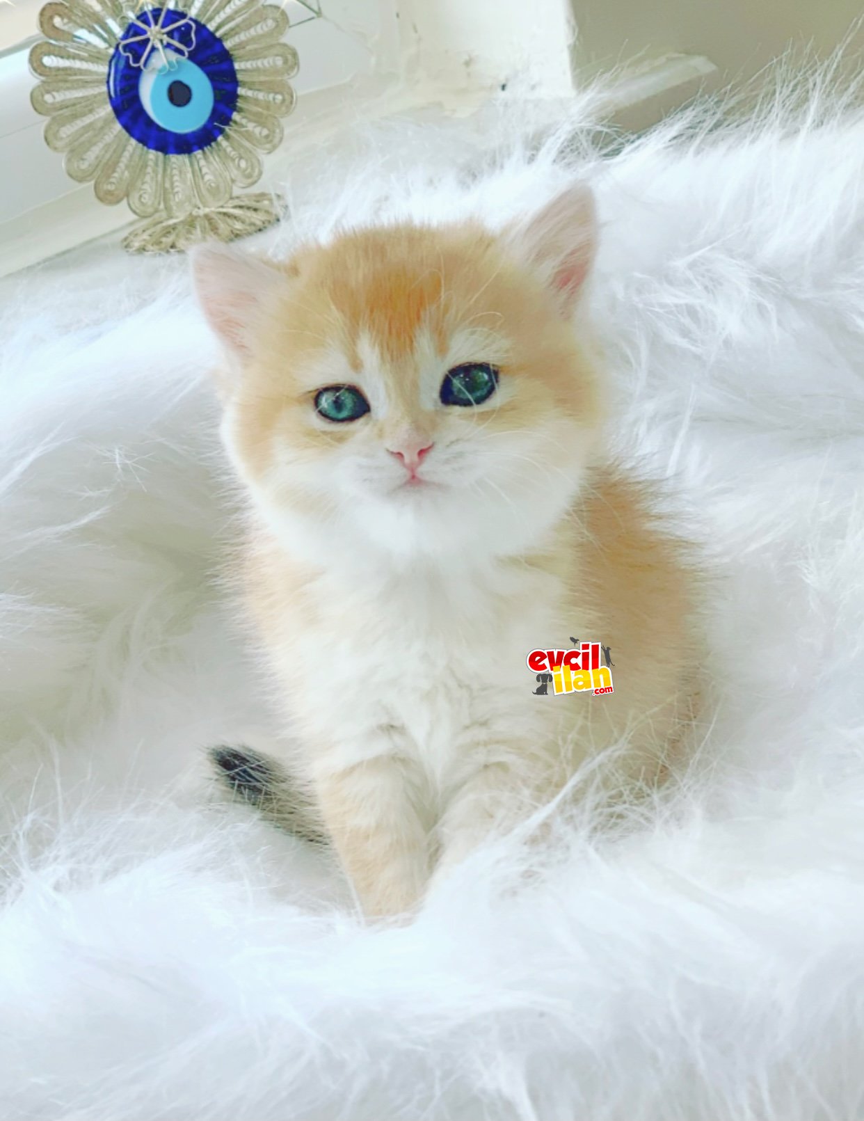 ŞOW KALİTE BRİTHİS SHORTHAİR GOLDEN DİŞİ YAVRULAR 