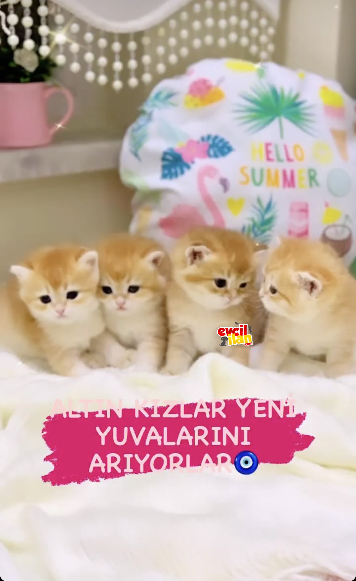 ŞOW KALİTE SAFKAN BRİTHİS SHORTHAİR GOLDEN DİŞİ YAVRULAR 