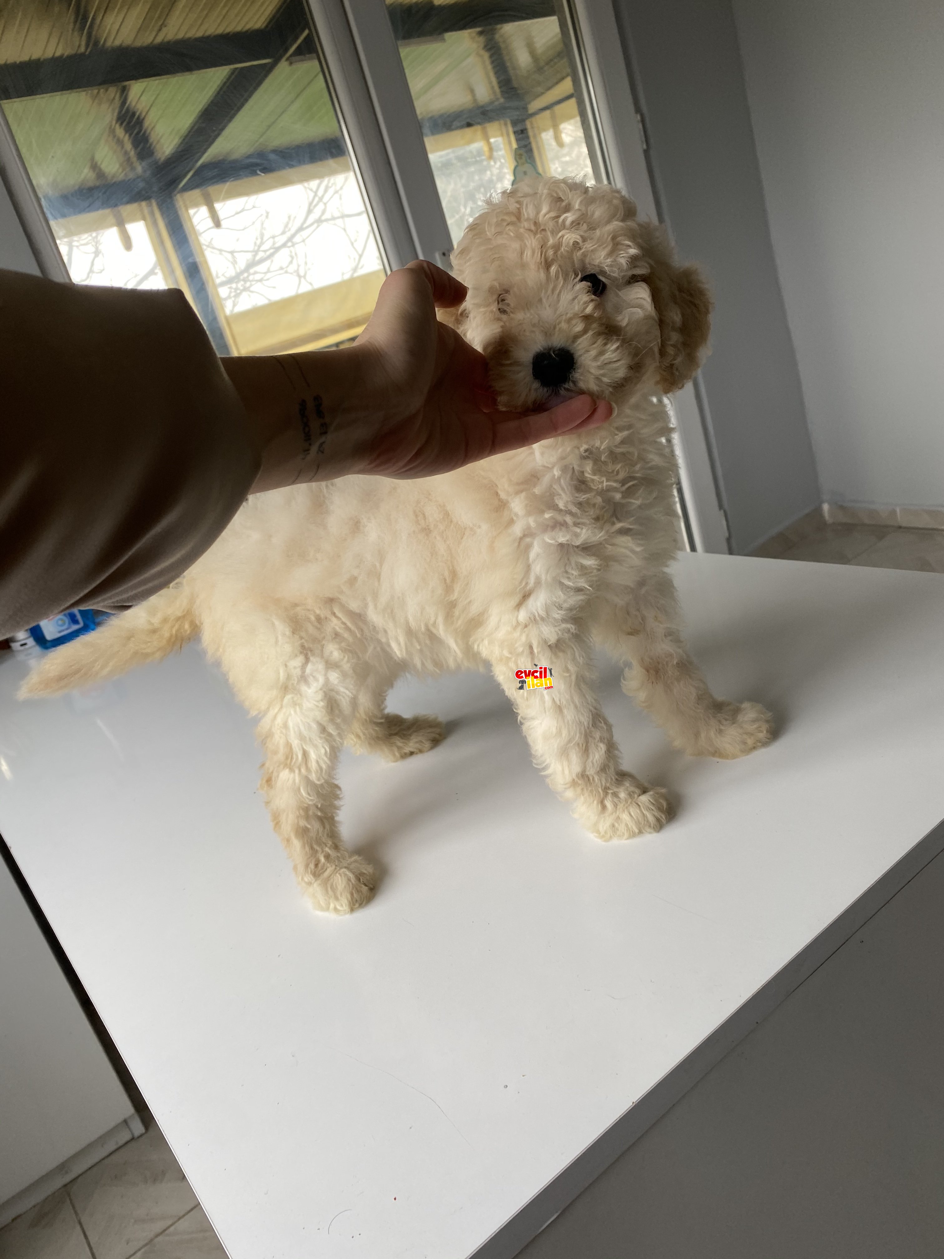 STANDART BOY DİŞİ LABRADOODLE YAVRUMUZ