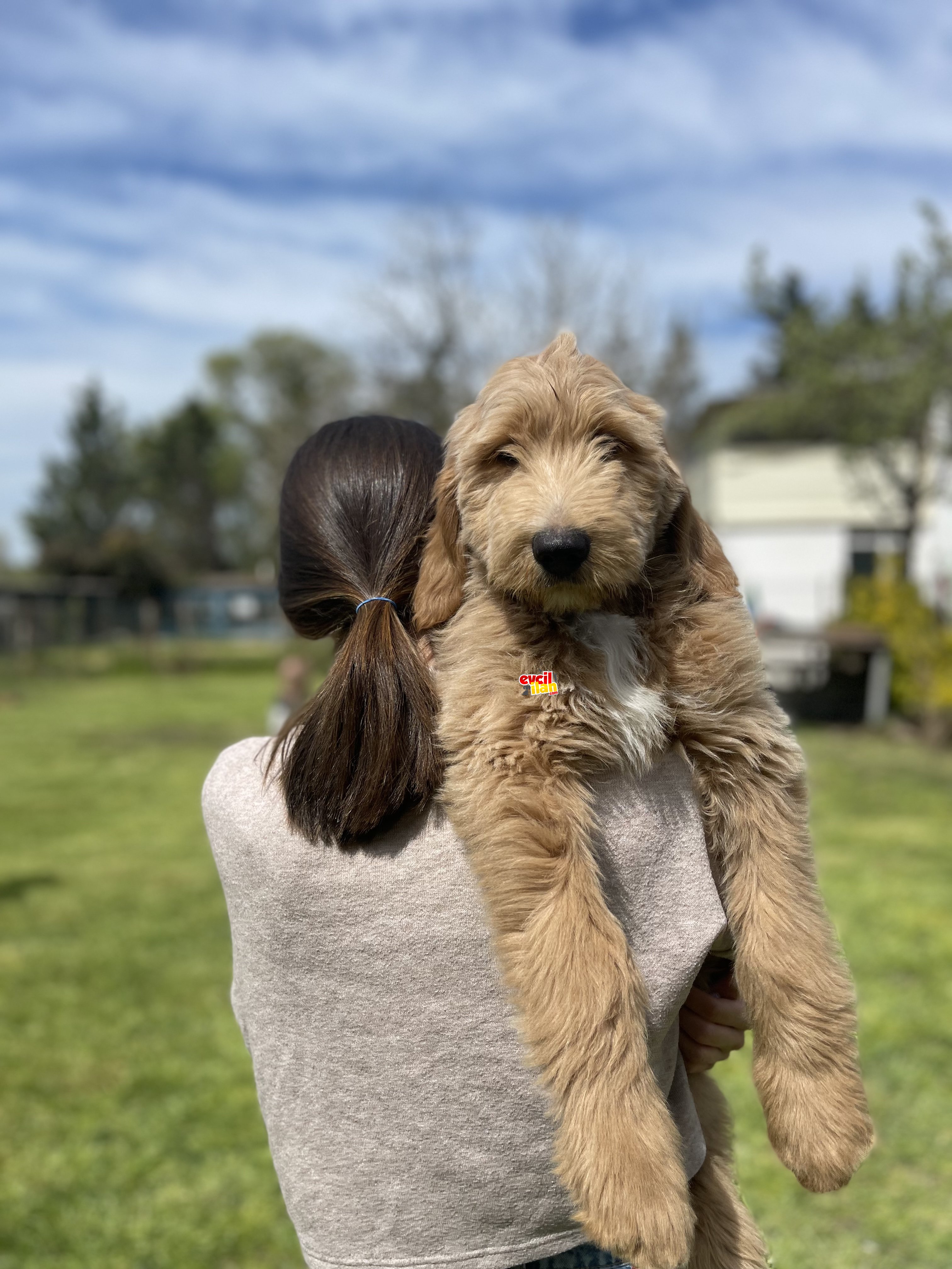 STANDART BOY IRK GARANTİLİ LABRADOODLE BEBEKLER