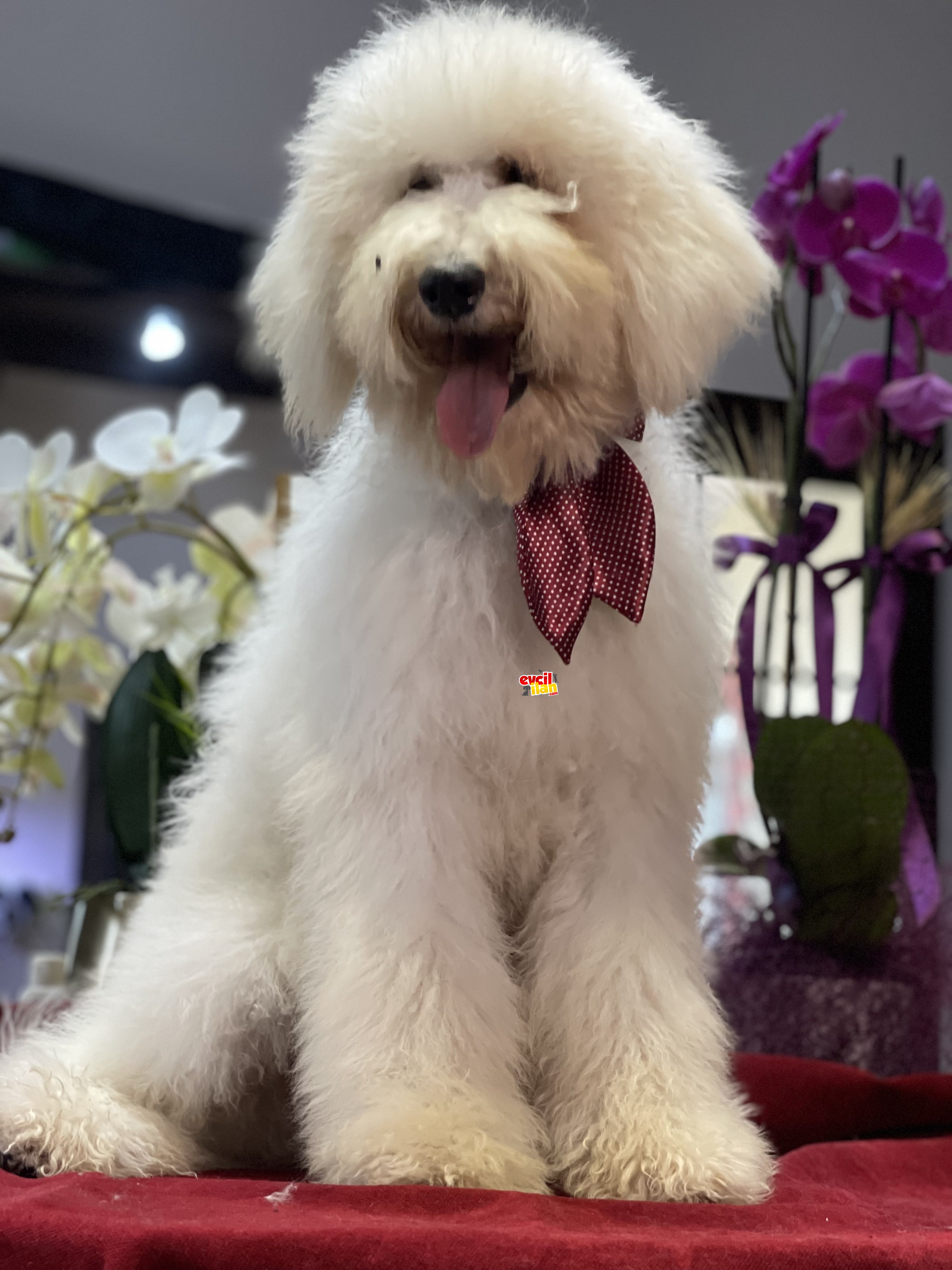 Standart boy labradoodle hypoallergenic