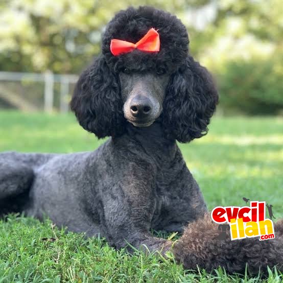 STANDART DEV ÇEŞİT ÇEŞİT POODLE BEBEKLER 