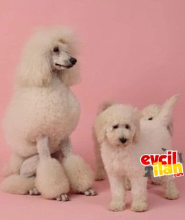 Standart poodle apricot ve beyaz yavrular 