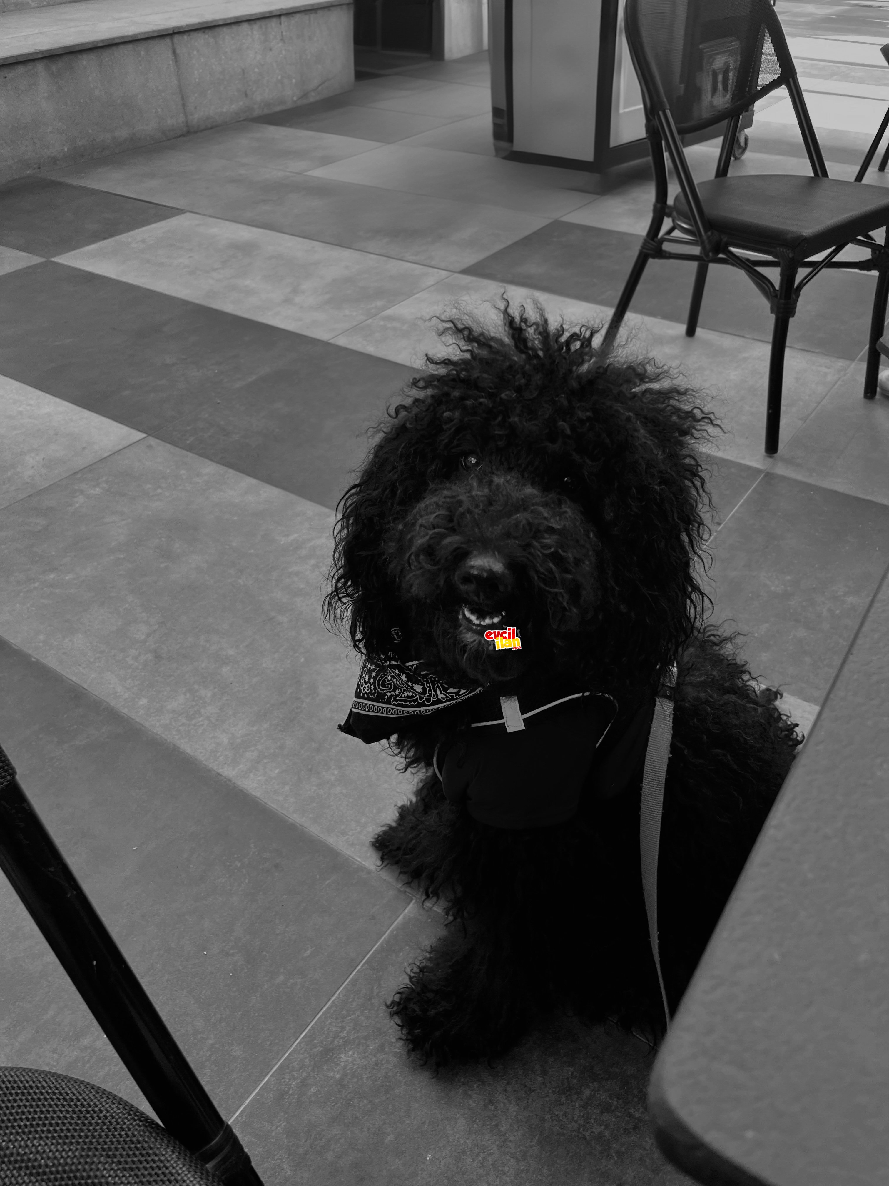 STANDART POODLE ERKEK - EŞ ARIYOR