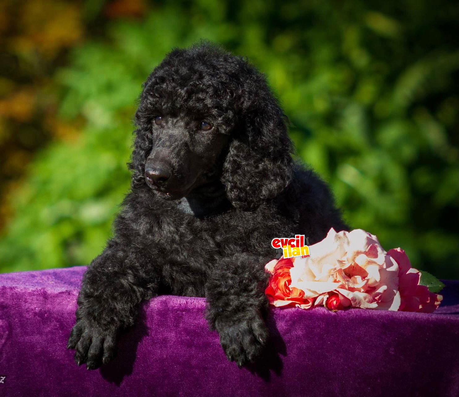 STANDART POODLE YAVRULARIMIZ SİZLERLE