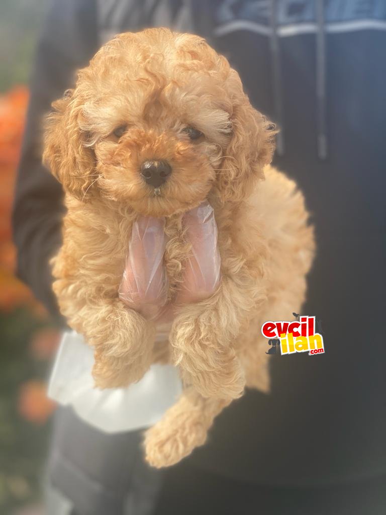 SÜPER KALİTE POODLE BEBEKLERİMİZ