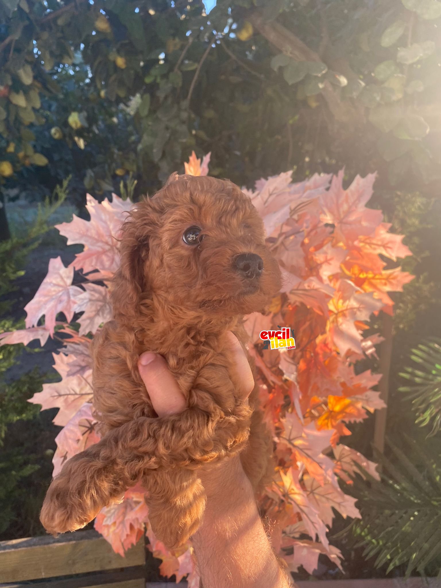 SÜPER KALİTE POODLE BEBEKLERİMİZ