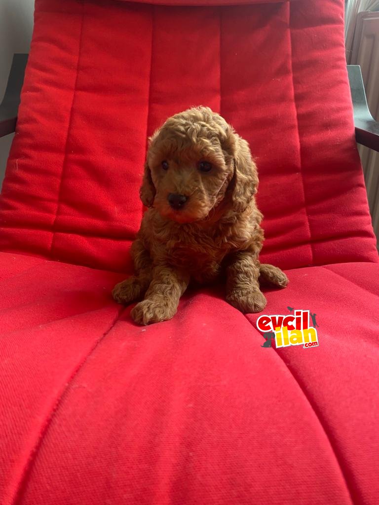 SÜPER KALİTE POODLE BEBEKLERİMİZ