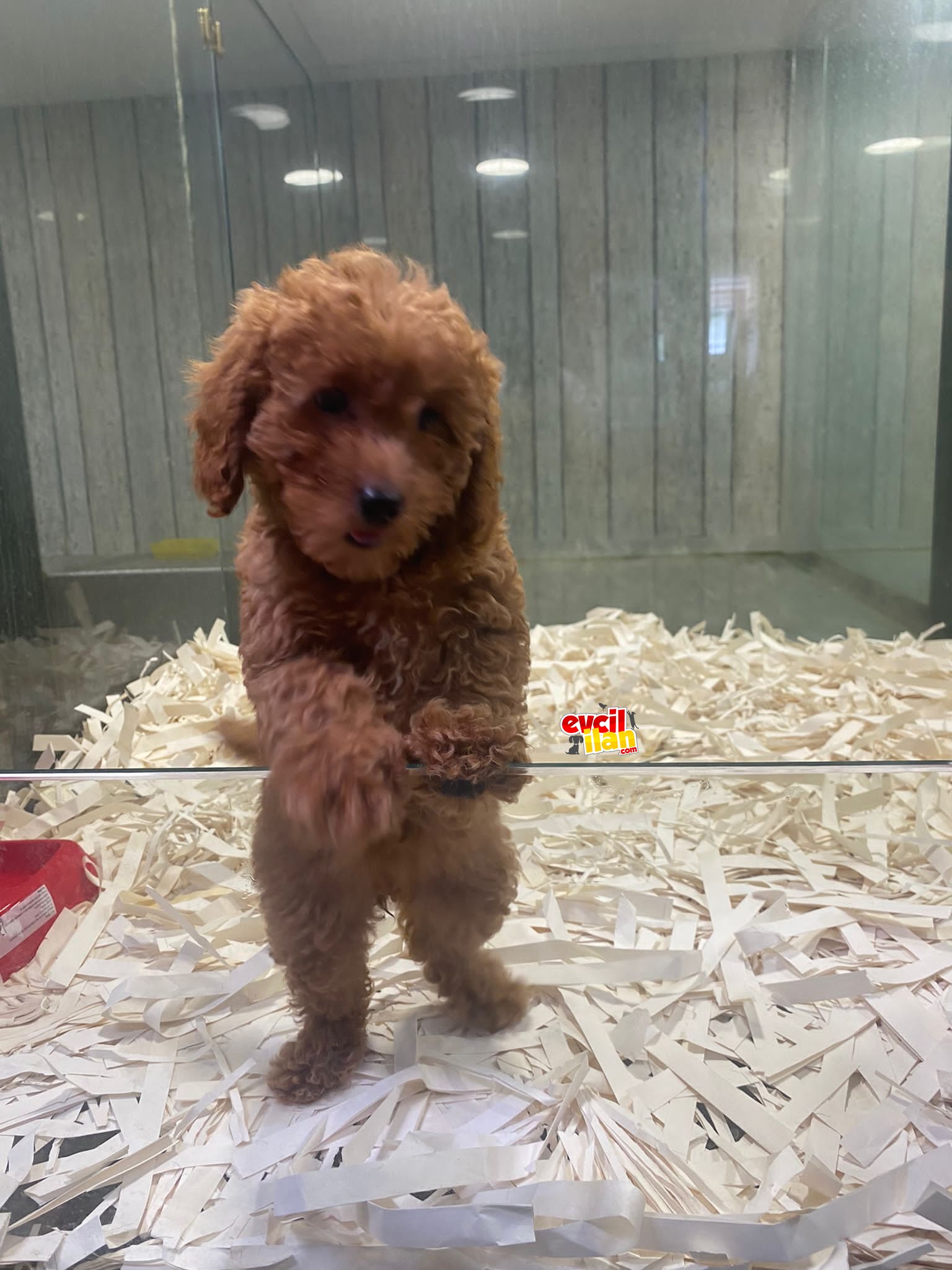 SÜPER KALİTE POODLE BEBEKLERİMİZ