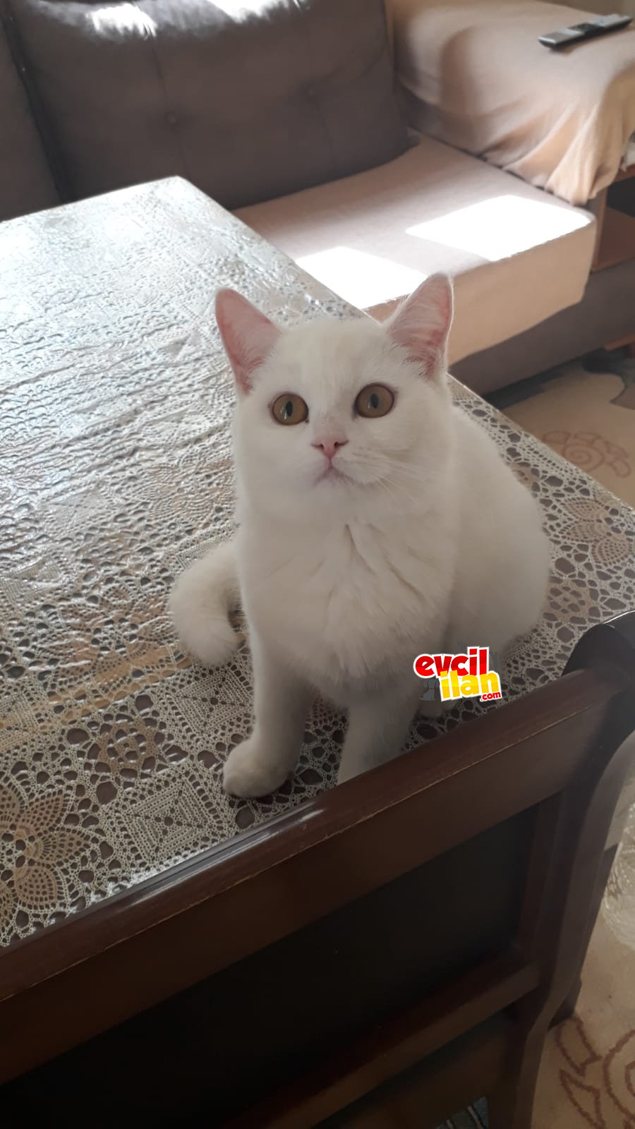 Sütlac kızımı sahiplendirmek istiyorum