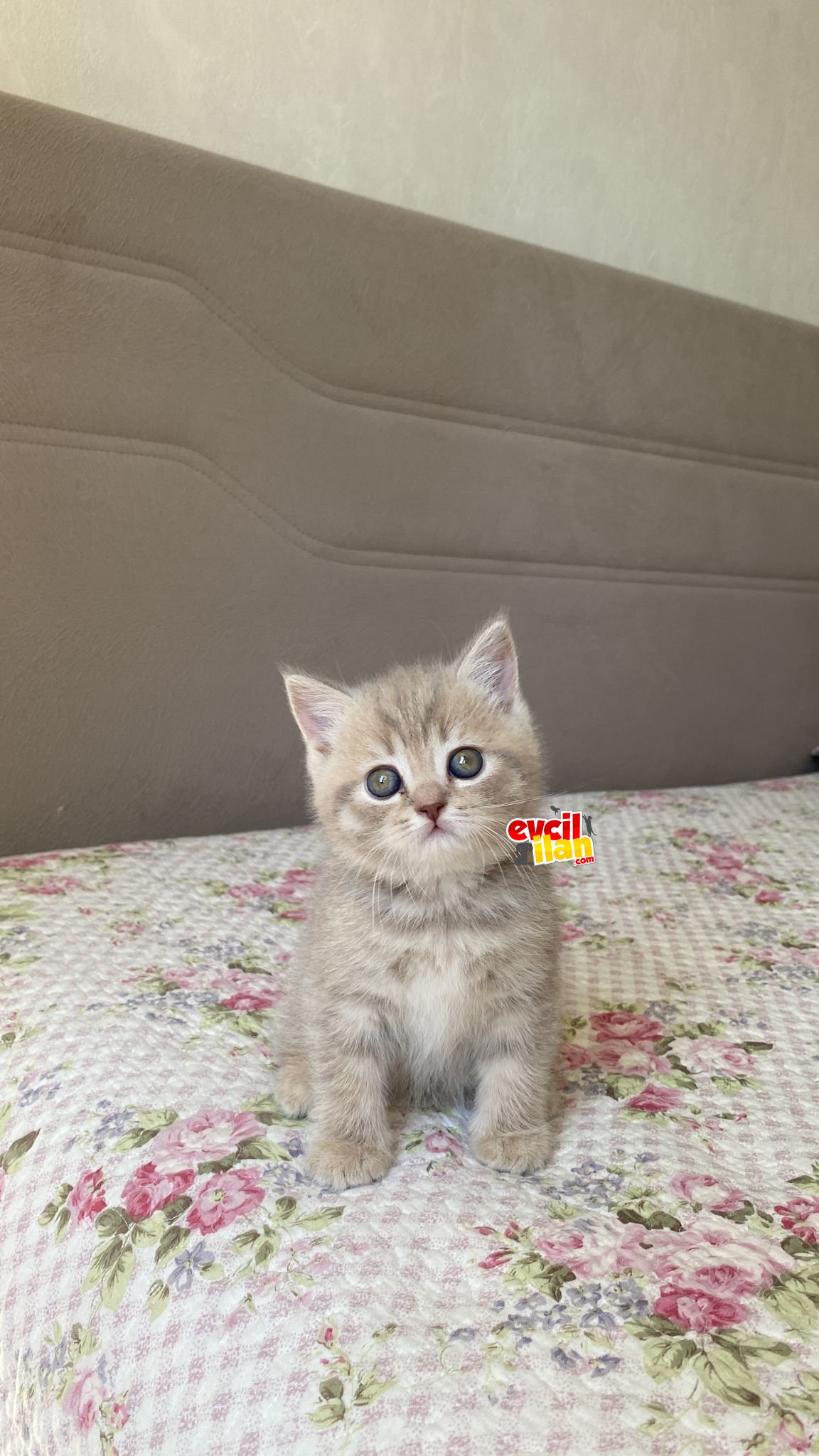 SÜTLÜ KAHVE BRİTİSH BEBEKLER