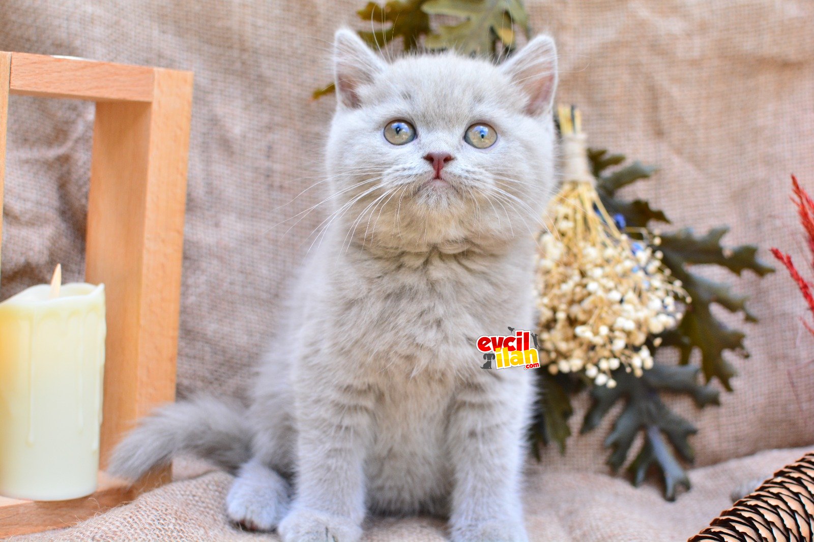 SÜTLÜ KAHVEMİZ LİLAC BRITISH SHORTHAIR 