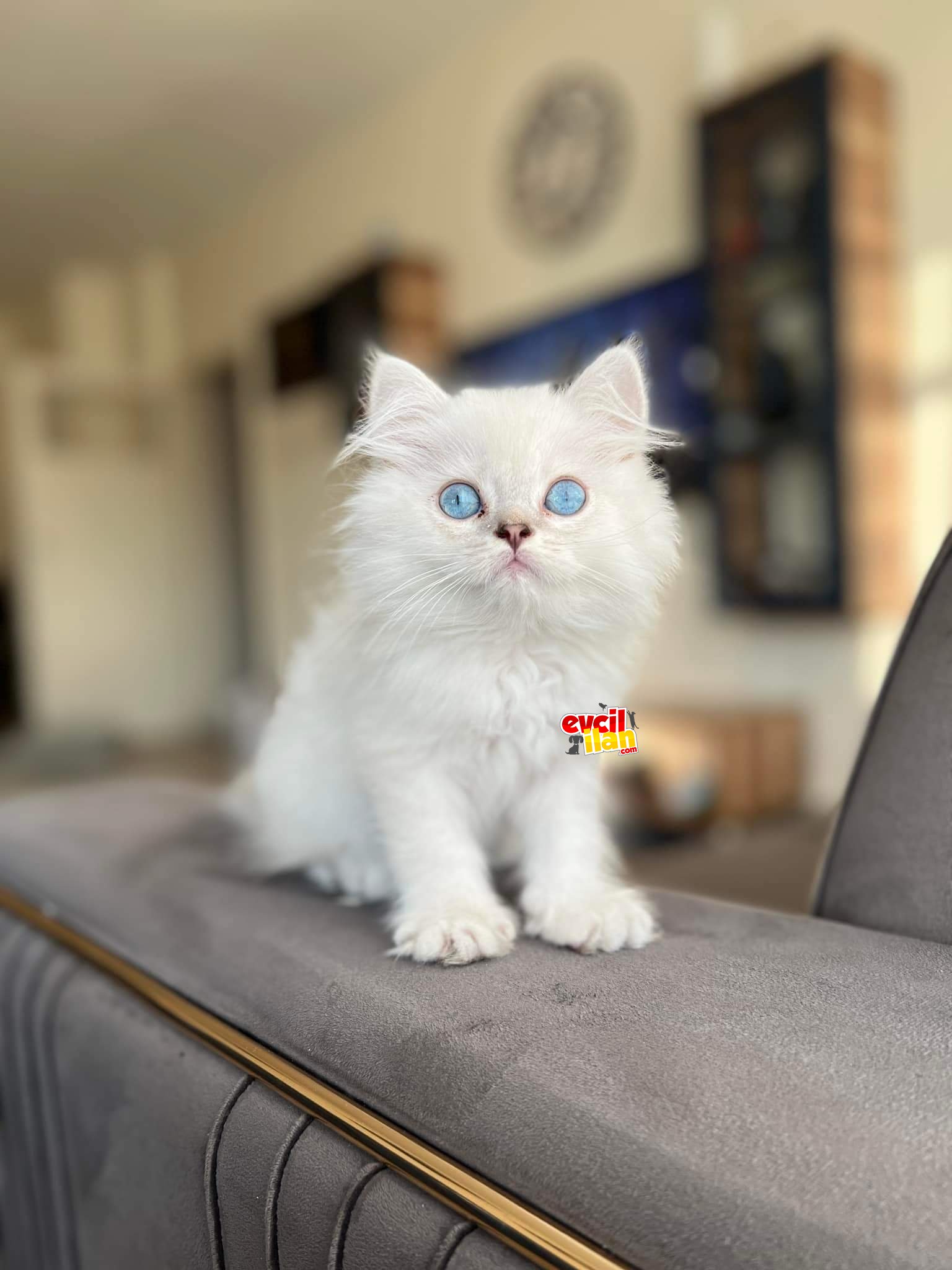Taşınma sebebi ile ücretsiz sahiplendirme