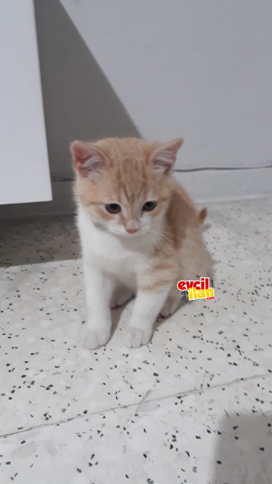 Tatlı kedi çok oyuncu 