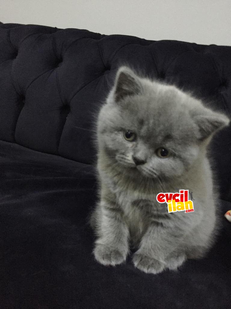 Tatlı kızımız yeni yuvasını arıyor