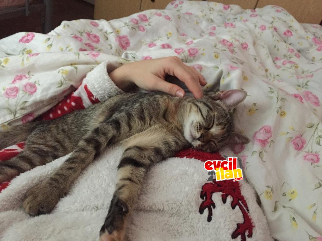 TATLI KIZIMIZA YUVA ARIYORUZ 