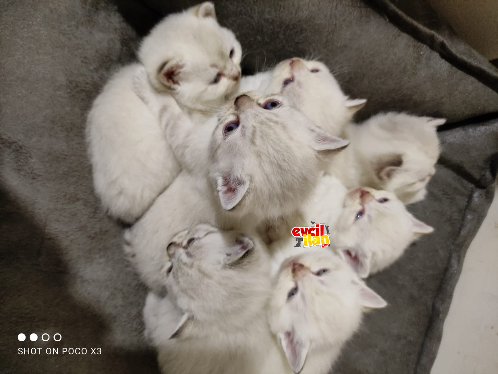 Tatlı mı tatlı bebekler