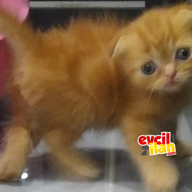 Tatlı mı tatlı minnoş longhaır bebekler 