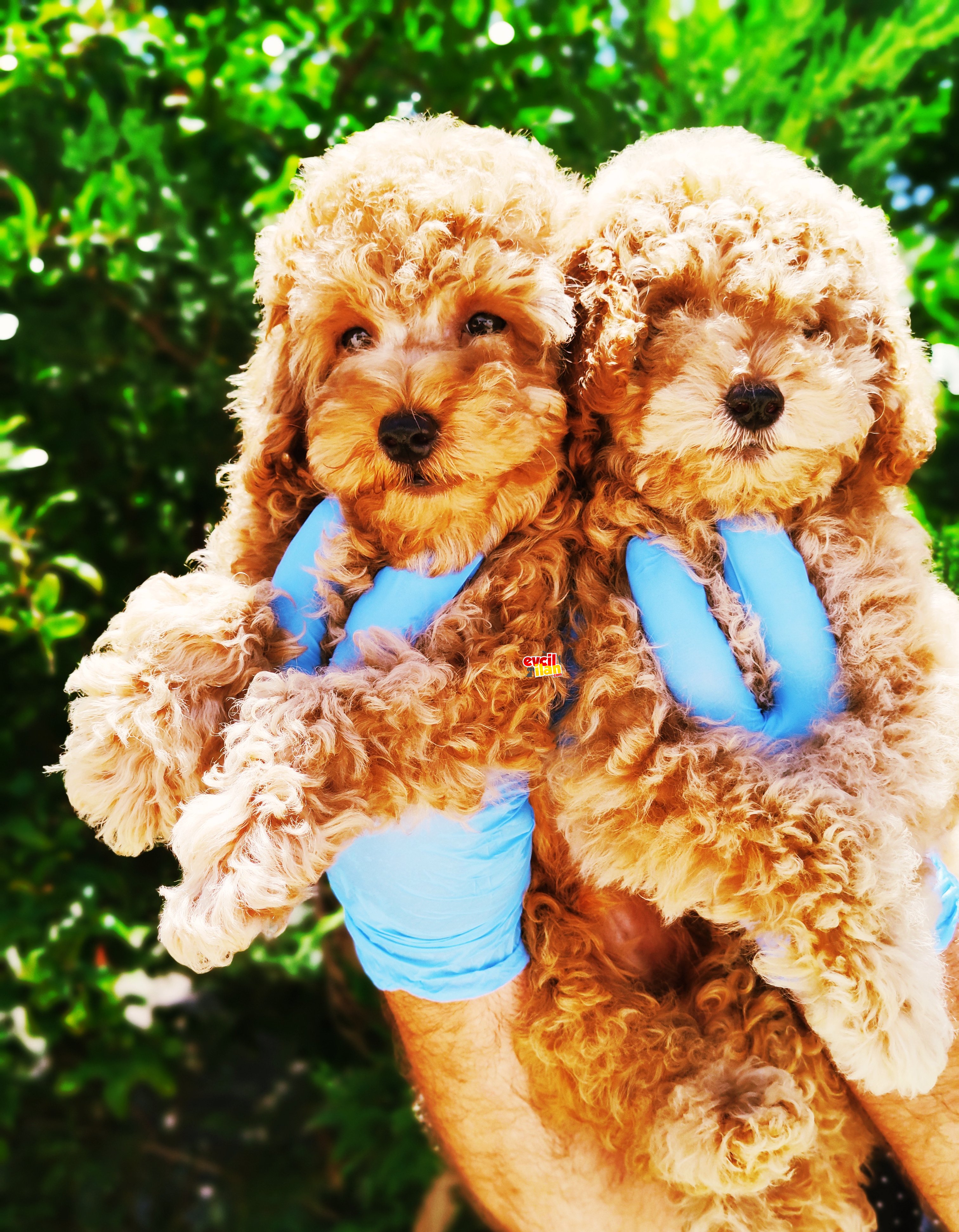 TATLI MI TATLI TOY POODLE YAVRULARIMIZ