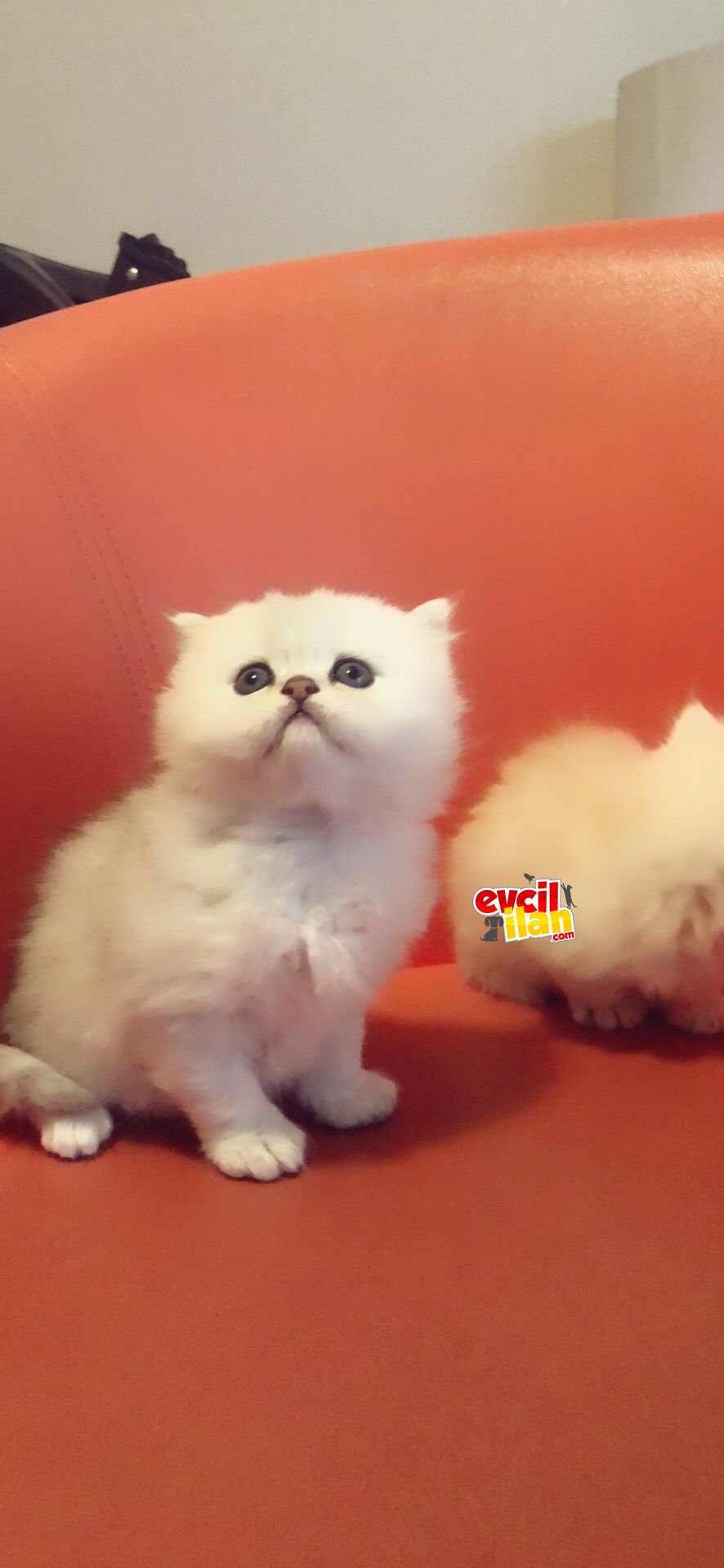 Tatlı minikler