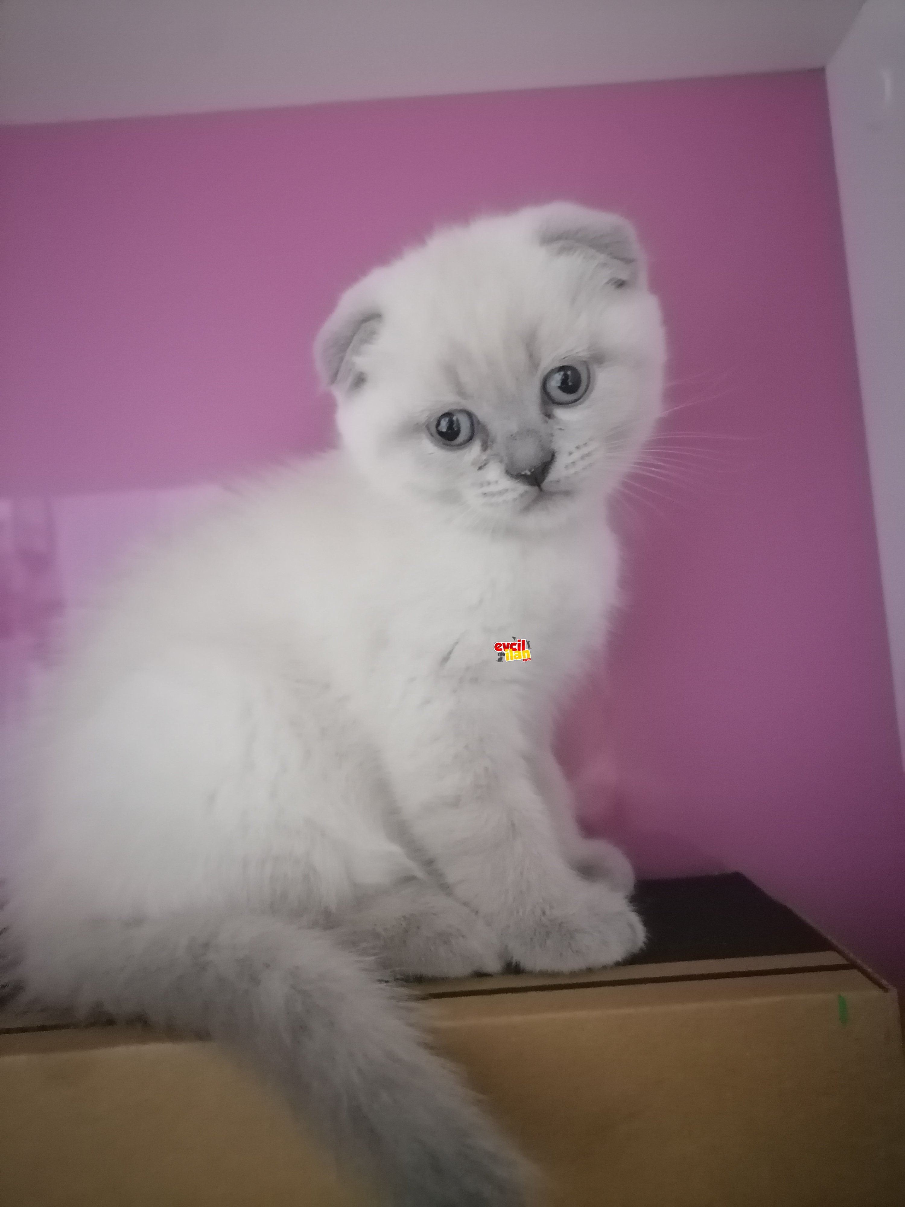 Tatlı minişler
