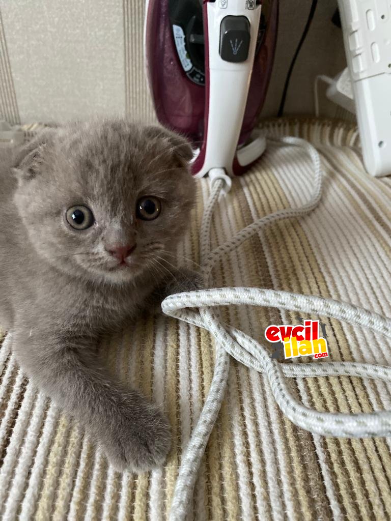 Tatlı scottish fold yavrumuz