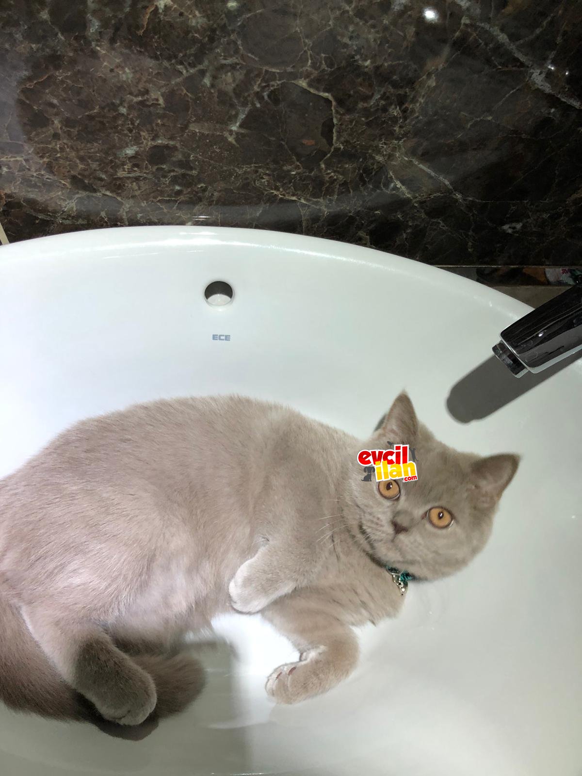 Tatlı ve akıllı 