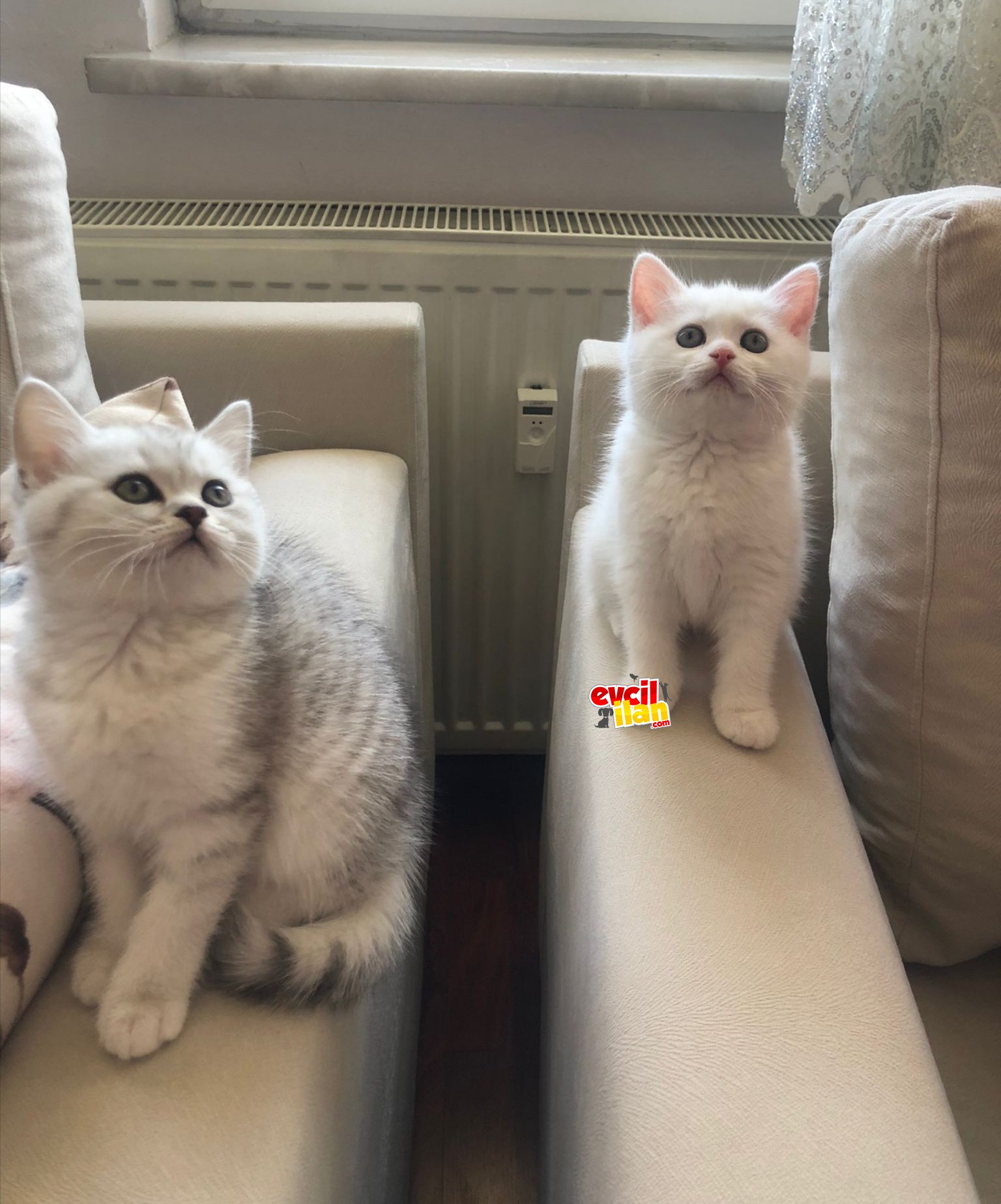 Tatlı yavrular yeni sahibini bekliyor 