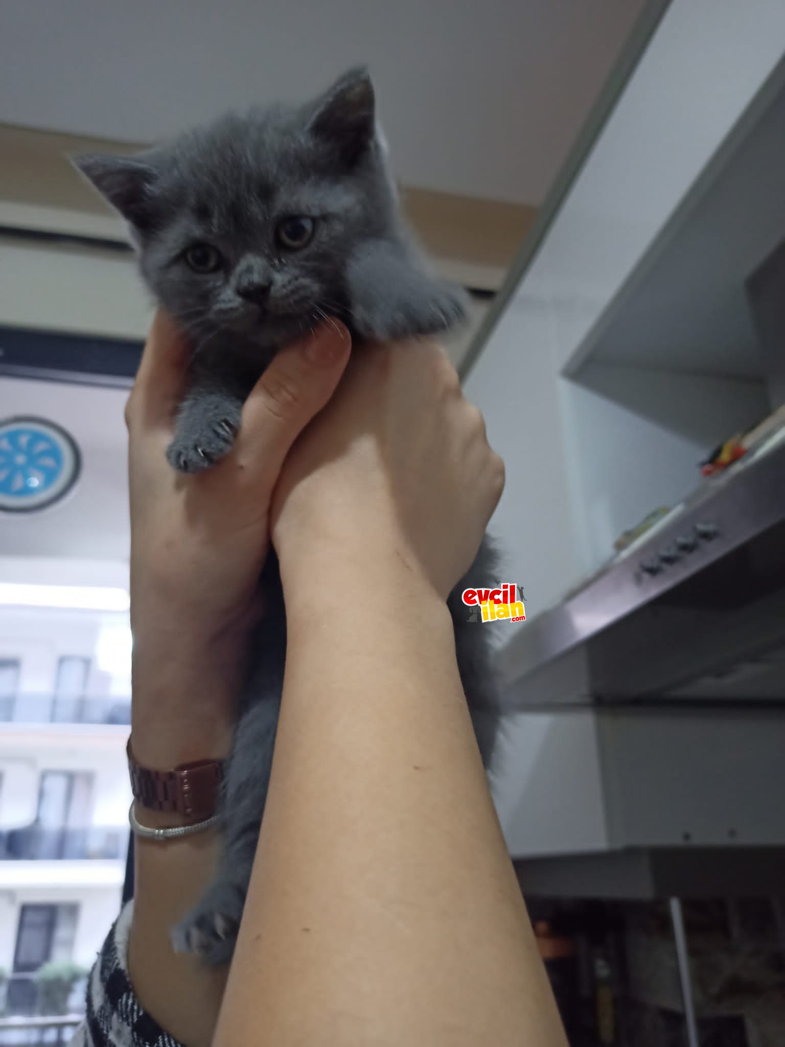 Tatlı yavrumuz yuvasını arıyor.